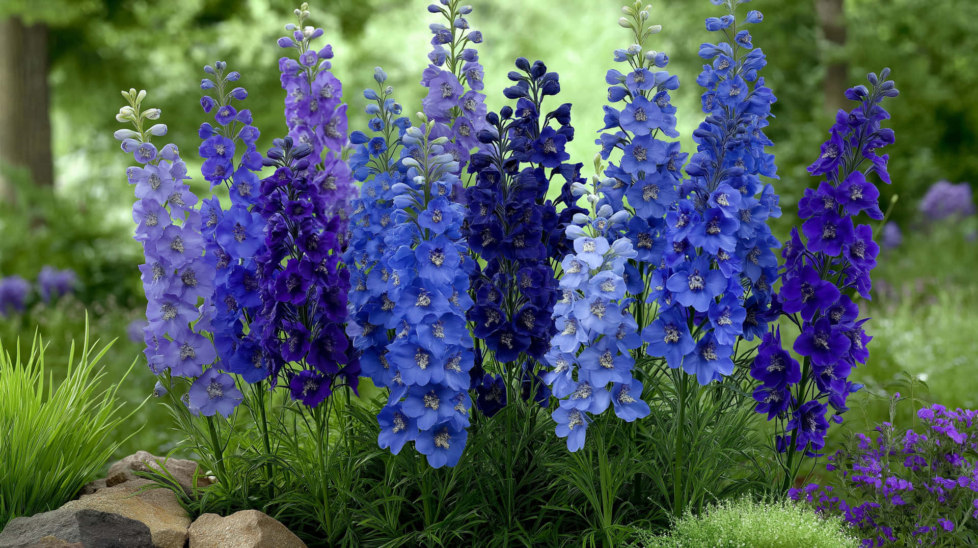 Row of Tall Larkspur Flowers in Various Shades 壁紙 — 高大的藍色和紫色飛燕草花穗在陽光普照的花園中密集綻放，周圍有綠草和長滿苔蘚的石頭。