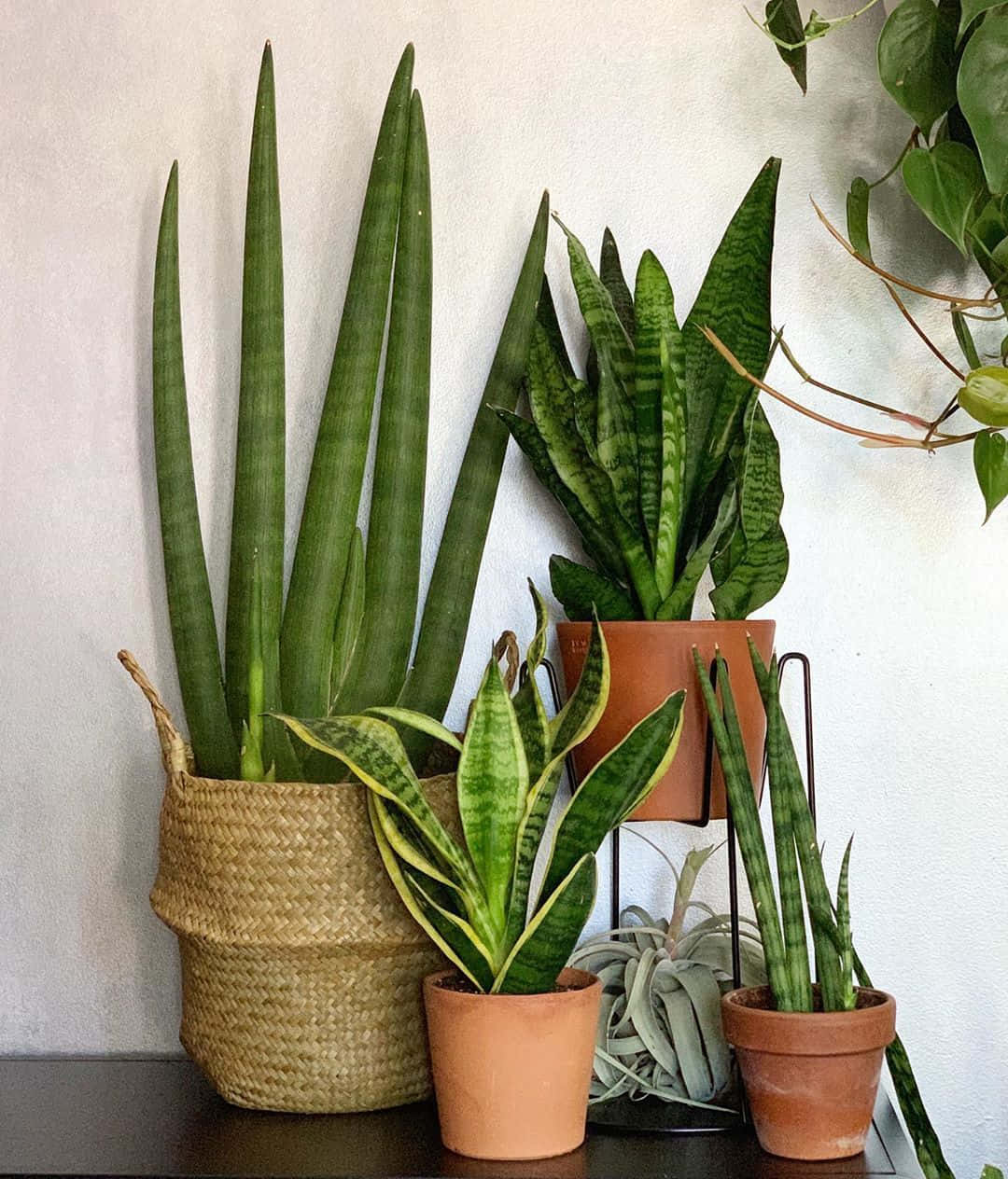 Snake Plant 桌布 壁紙 — 高大的虎尾蘭和多肉植物種在陶盆和編織籃中，排列在深色層架上，背景是純白牆壁。