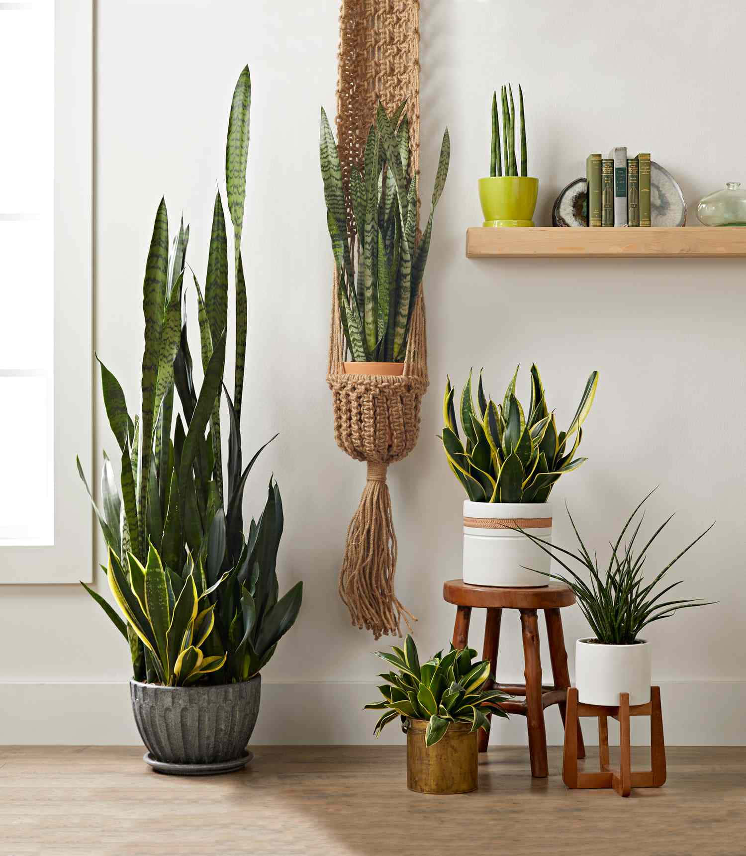 Snake Plant 桌布 壁紙 — 高大的虎尾蘭種植在各種花盆和流蘇掛袋中，為明亮的簡約房間增添自然綠意。