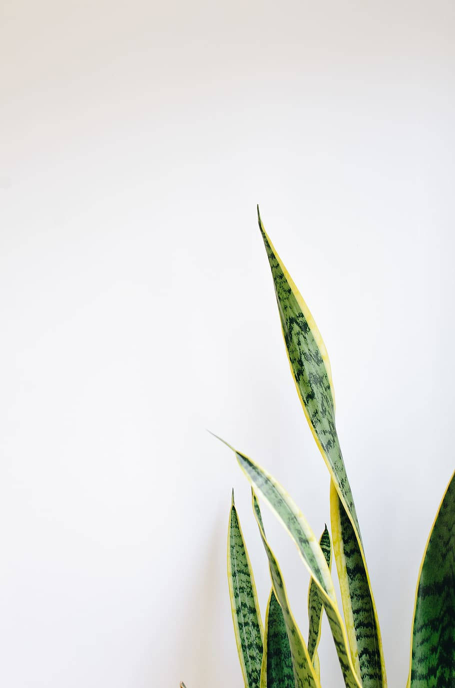 Plant iPhone 桌布 壁紙 — 高大的蛇植物葉子帶有綠色和黃色條紋，在簡約的室內環境中對著純白牆壁升起。