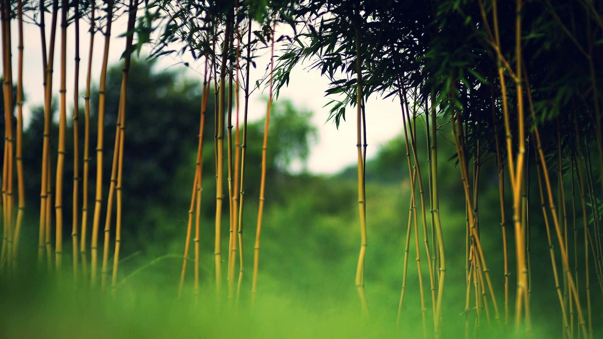 Bamboo 桌布 壁紙 — 高大的金色竹莖在柔和的日光下穿過鮮綠的草地，背景是模糊的森林。
