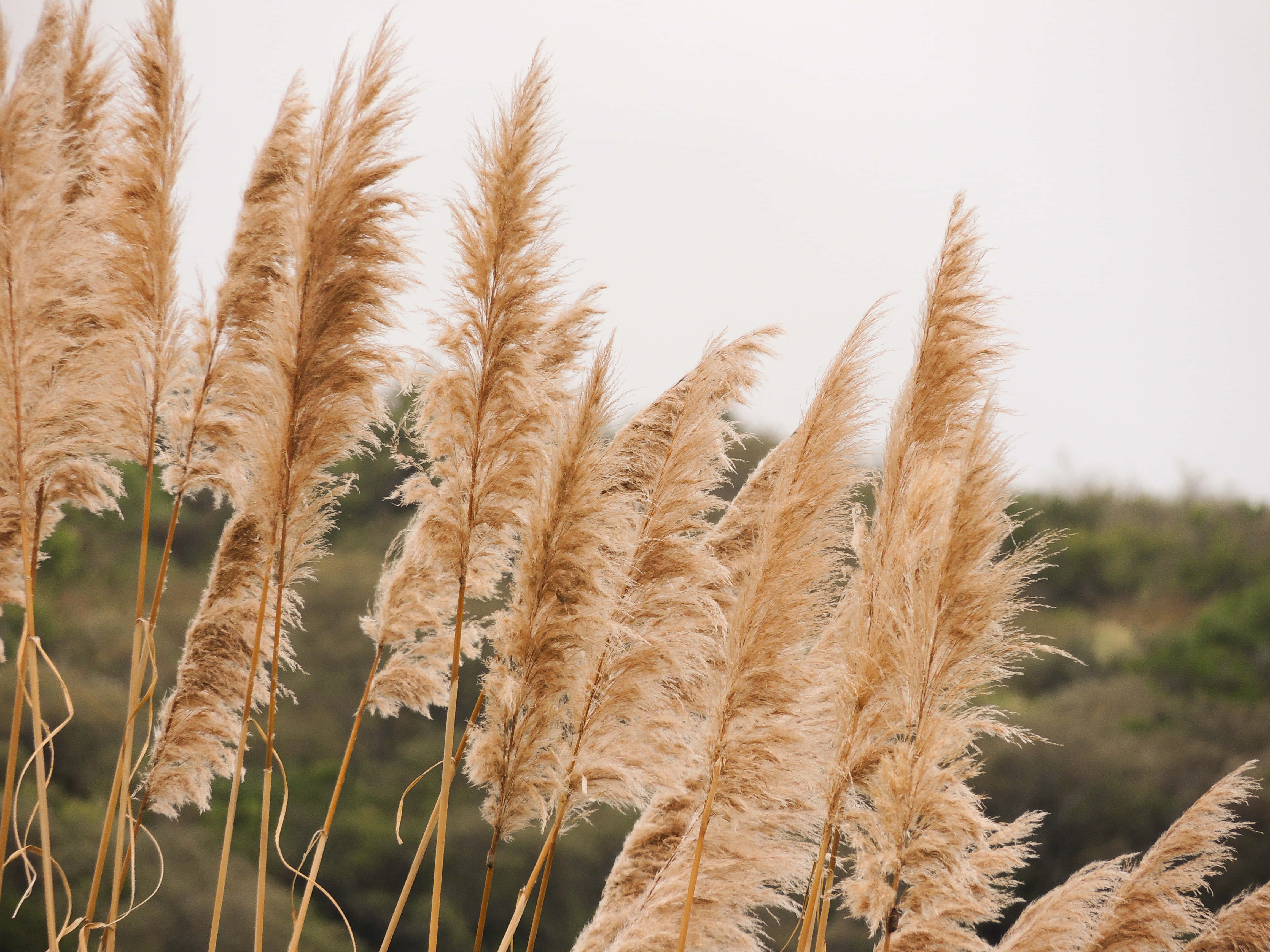 Pampas Grass 桌布 壁紙 — 高大的金色蒲葦在柔和的多雲天空和模糊的綠色山丘背景下輕輕搖曳。