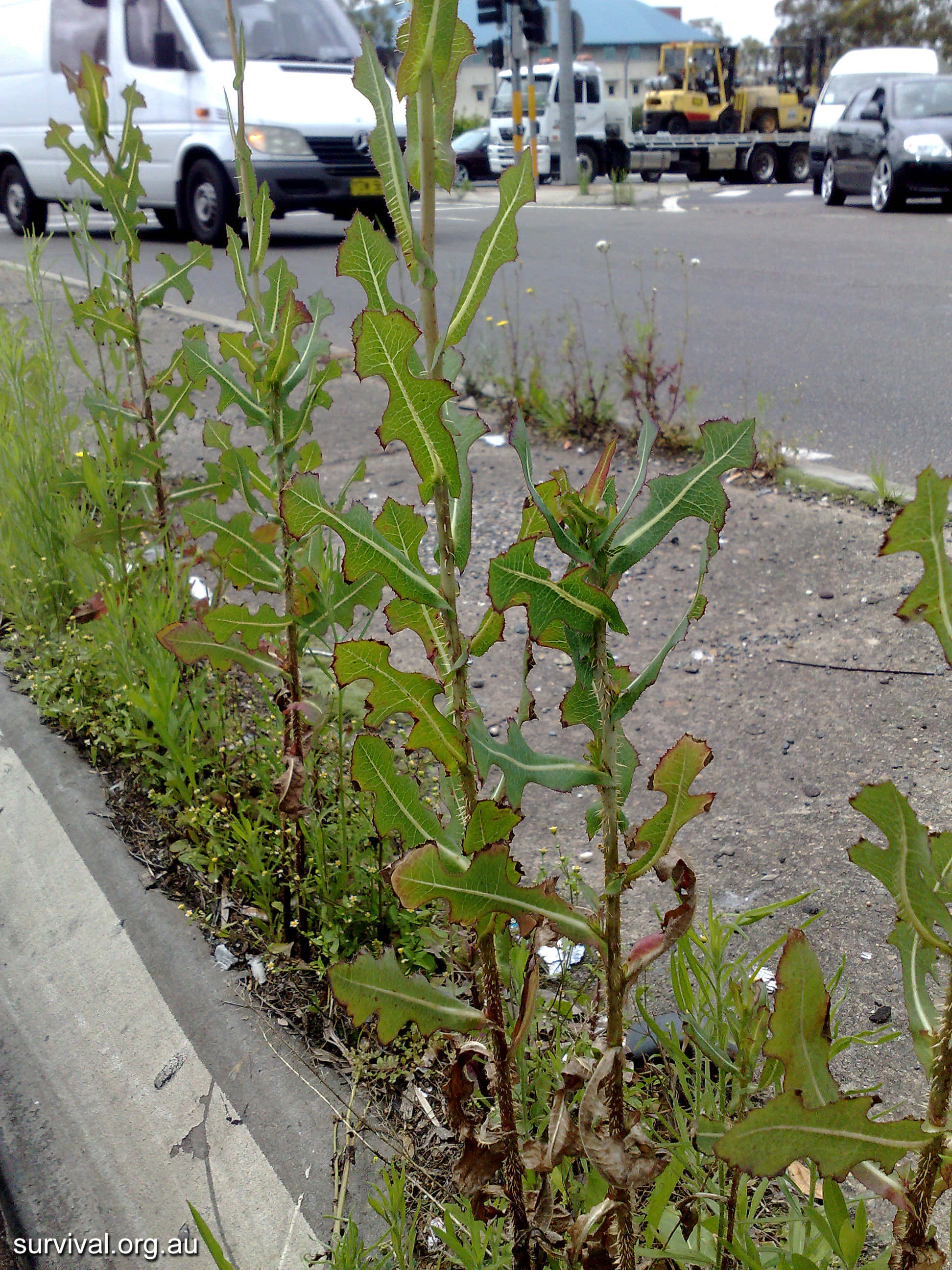 Wild Lettuce 桌布 壁紙 — 高大的鋸齒狀綠色雜草在繁忙街道旁一條裂開的路邊溝渠中頑強生長，街道上有汽車和卡車。