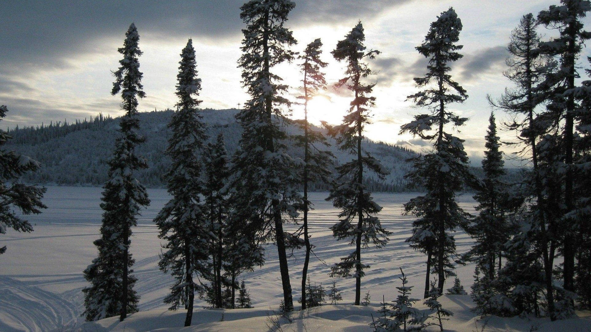 樹木 桌布 壁紙 — 高大的雪松樹在冰凍的湖面和白雪覆蓋的山丘上，映襯著閃爍的冬季日出，形成剪影。