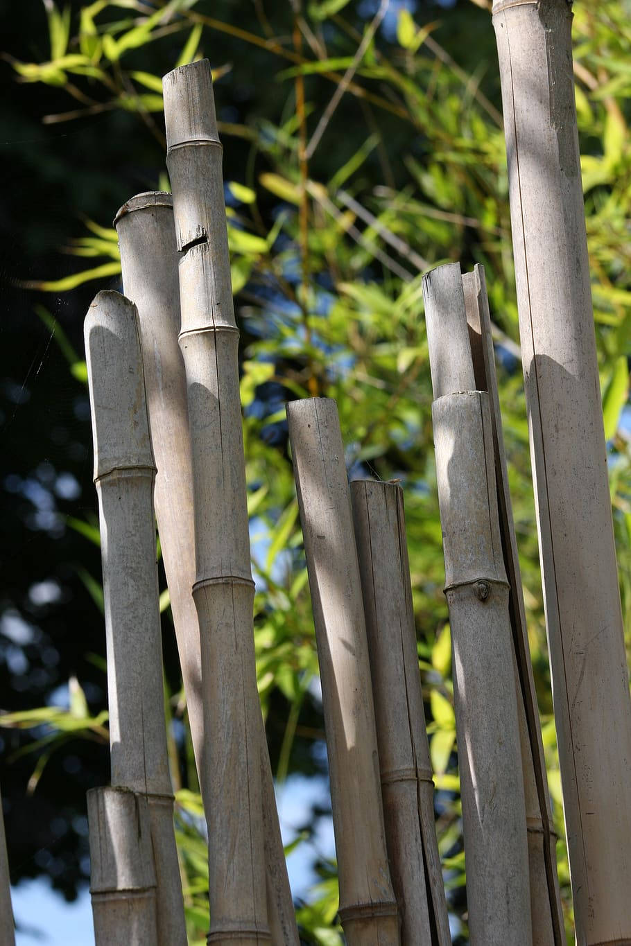 bamboo 4K 桌布 壁紙 — 高大的風化竹莖直立，背景是充滿活力的綠色樹葉和斑駁的陽光。