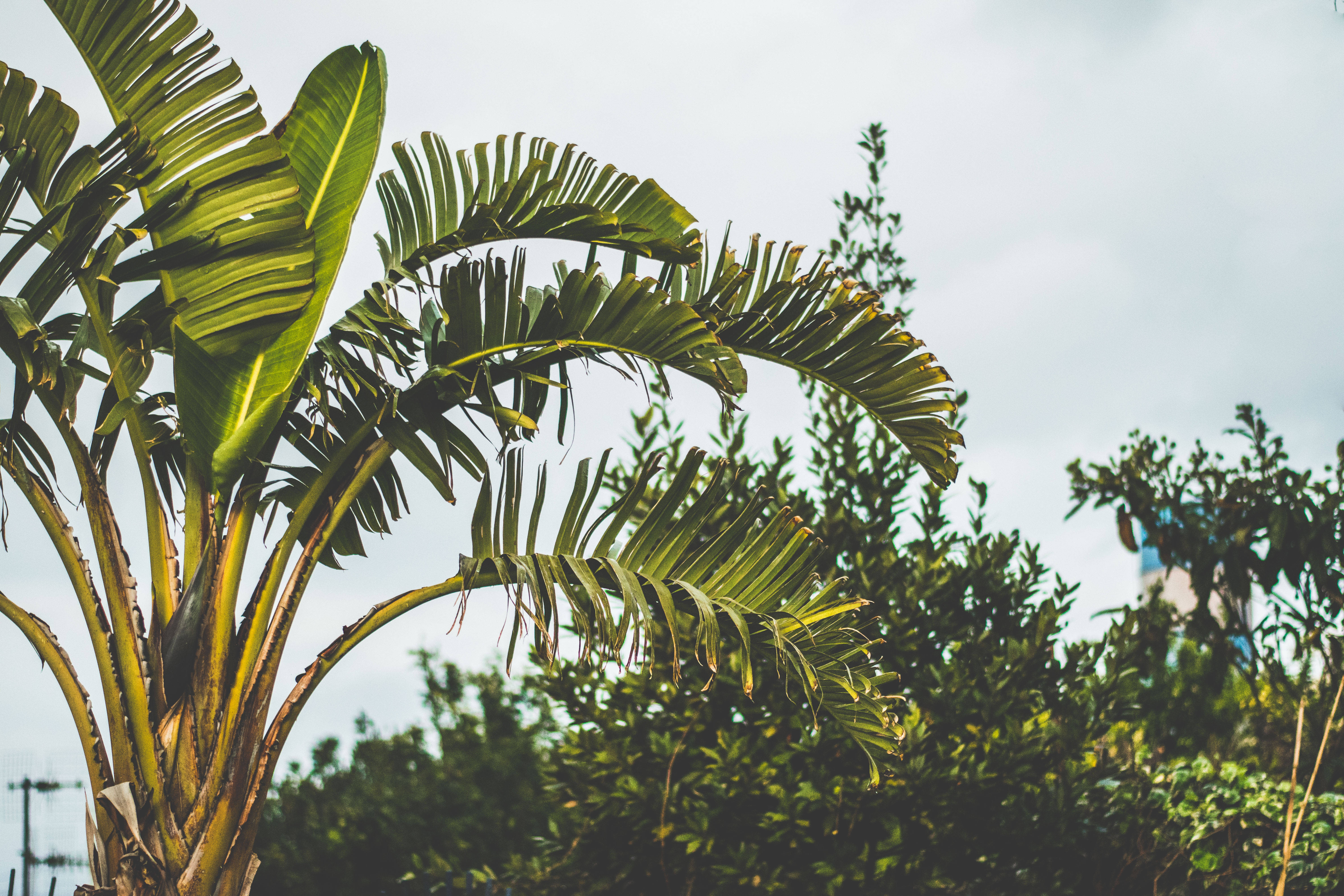 Palm 桌布 壁紙 — 高大的香蕉植物，寬闊的綠葉在柔和的多雲天空下搖曳。