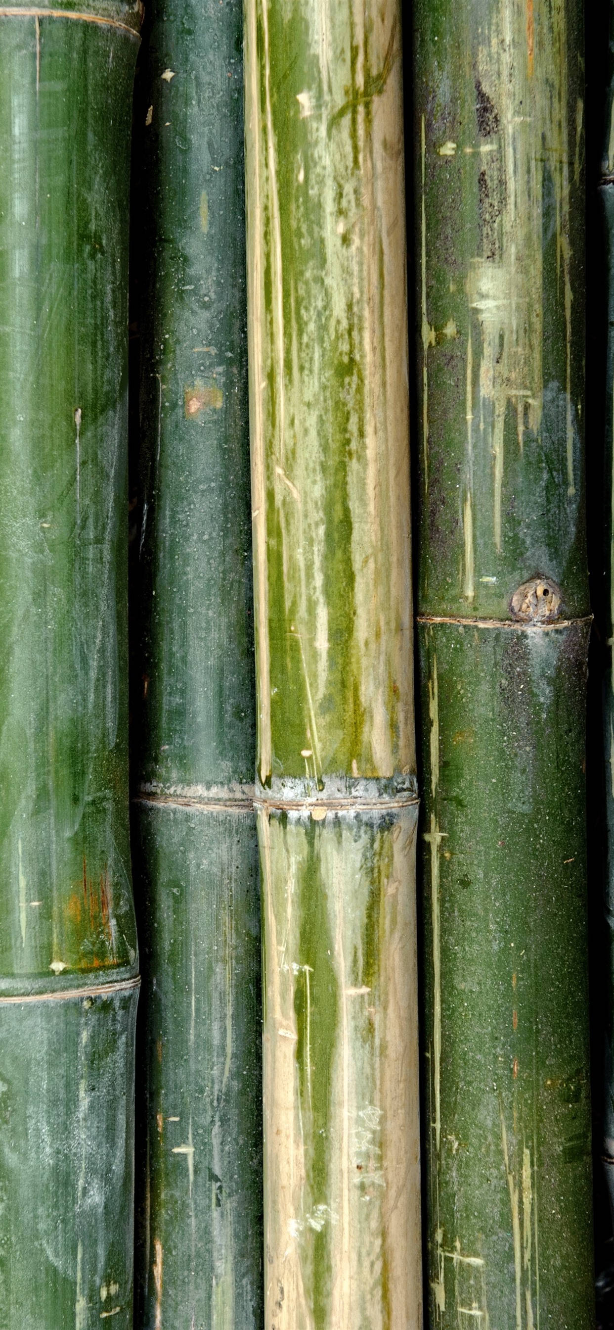 手機 桌布 壁紙 — 高大綠色竹莖的特寫，具有自然紋理和光線反射。