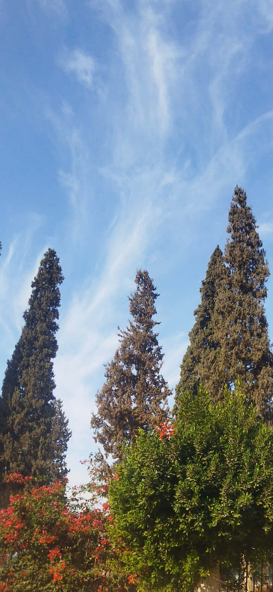 sky 壁紙 — 高大纖細的柏樹在明亮的藍天和縷縷白雲的映襯下聳立。