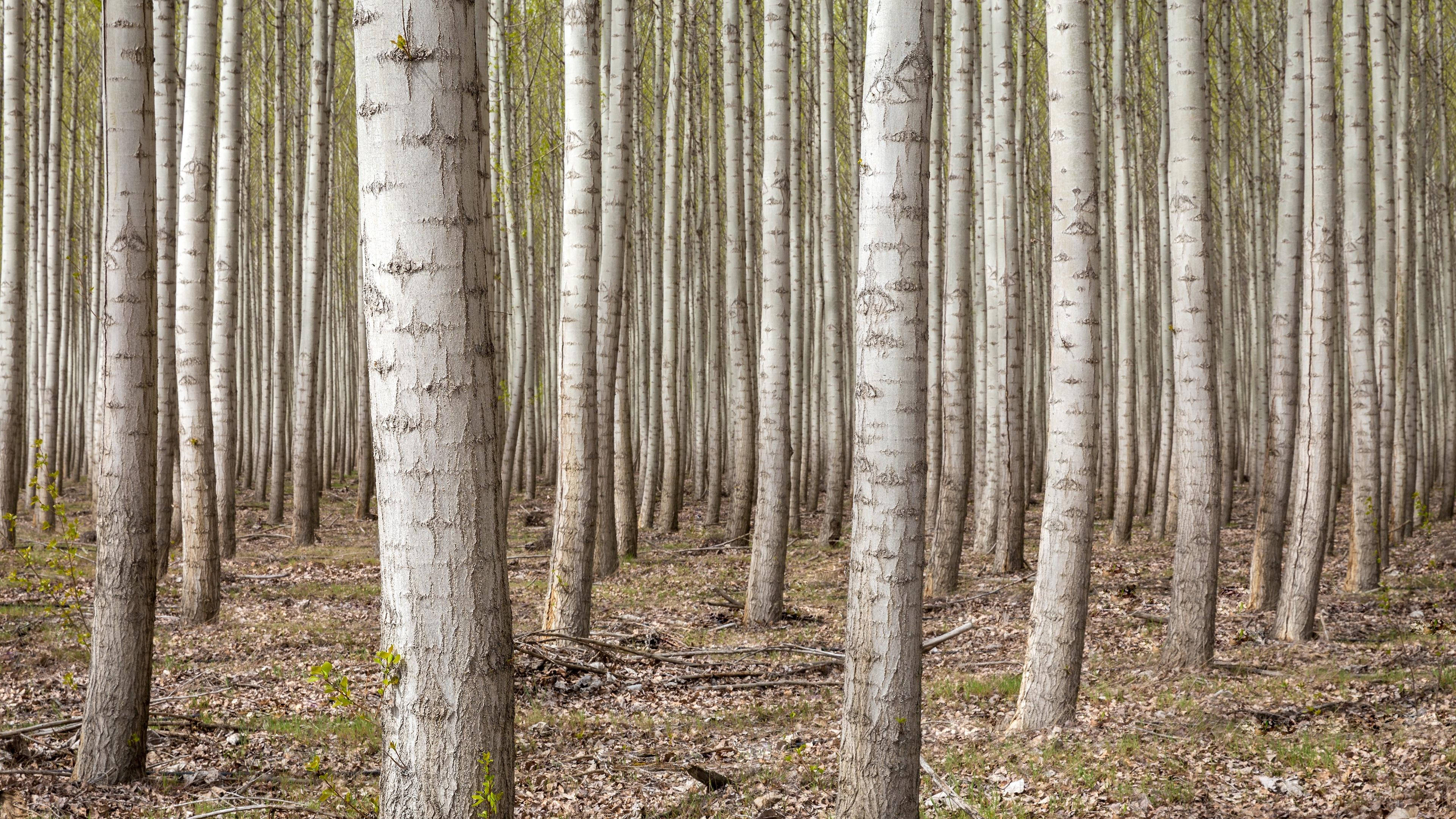 4K Forest 桌布 壁紙 — 高大纖細的白楊樹，樹皮白色，在稀疏綠葉間透出的柔和日光下密集排列成行。