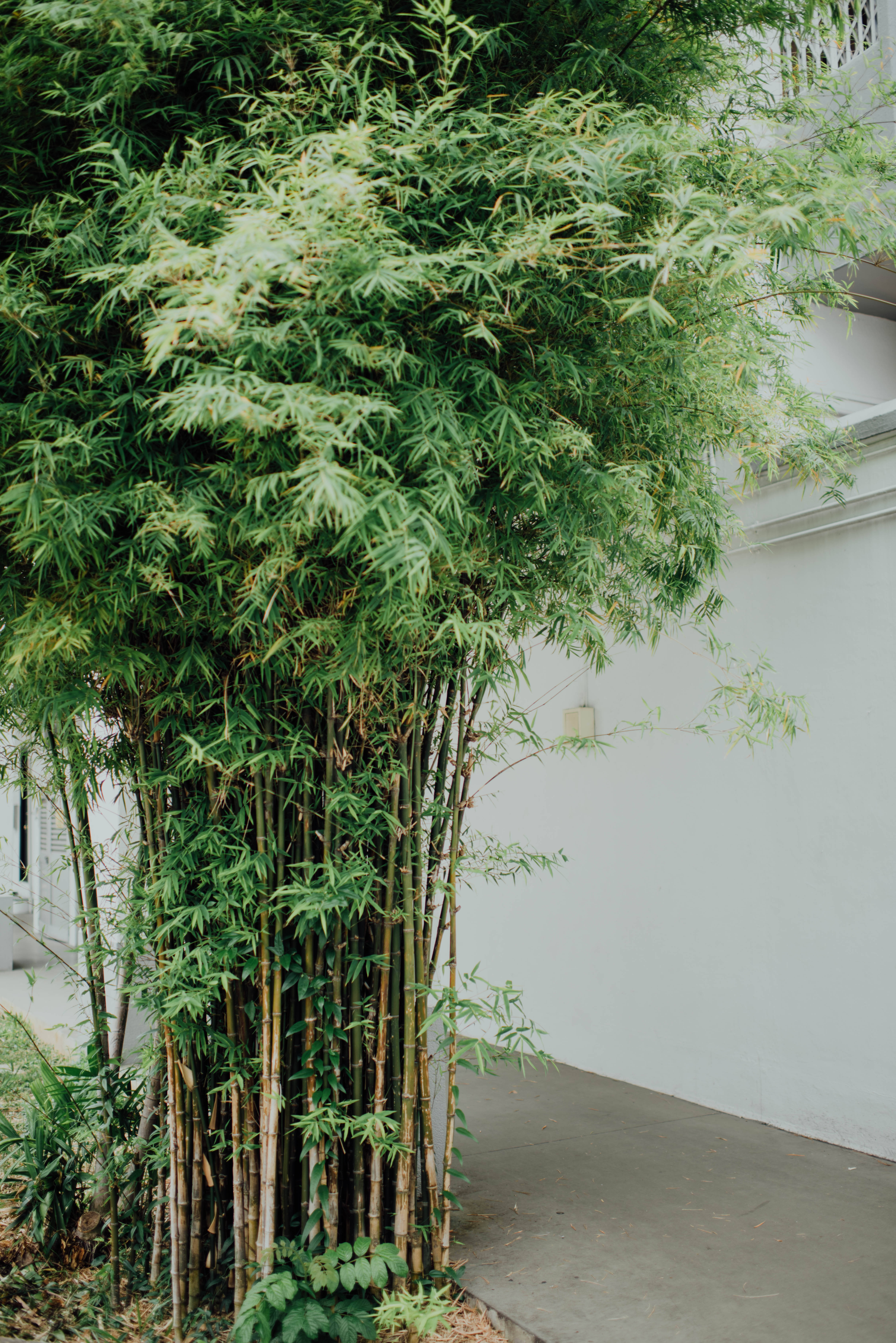 Bamboo 桌布 壁紙 — 高大茂密的竹莖，帶有鮮綠色的葉子，在白色牆壁和混凝土小徑旁輕輕搖曳。
