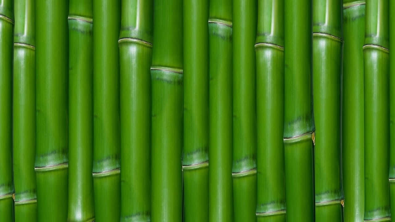 720p Bamboo 桌布 壁紙 — 高大鮮綠的竹莖緊密地排列在一起，形成密集的垂直圖案，帶有自然的竹節和細微的高光。