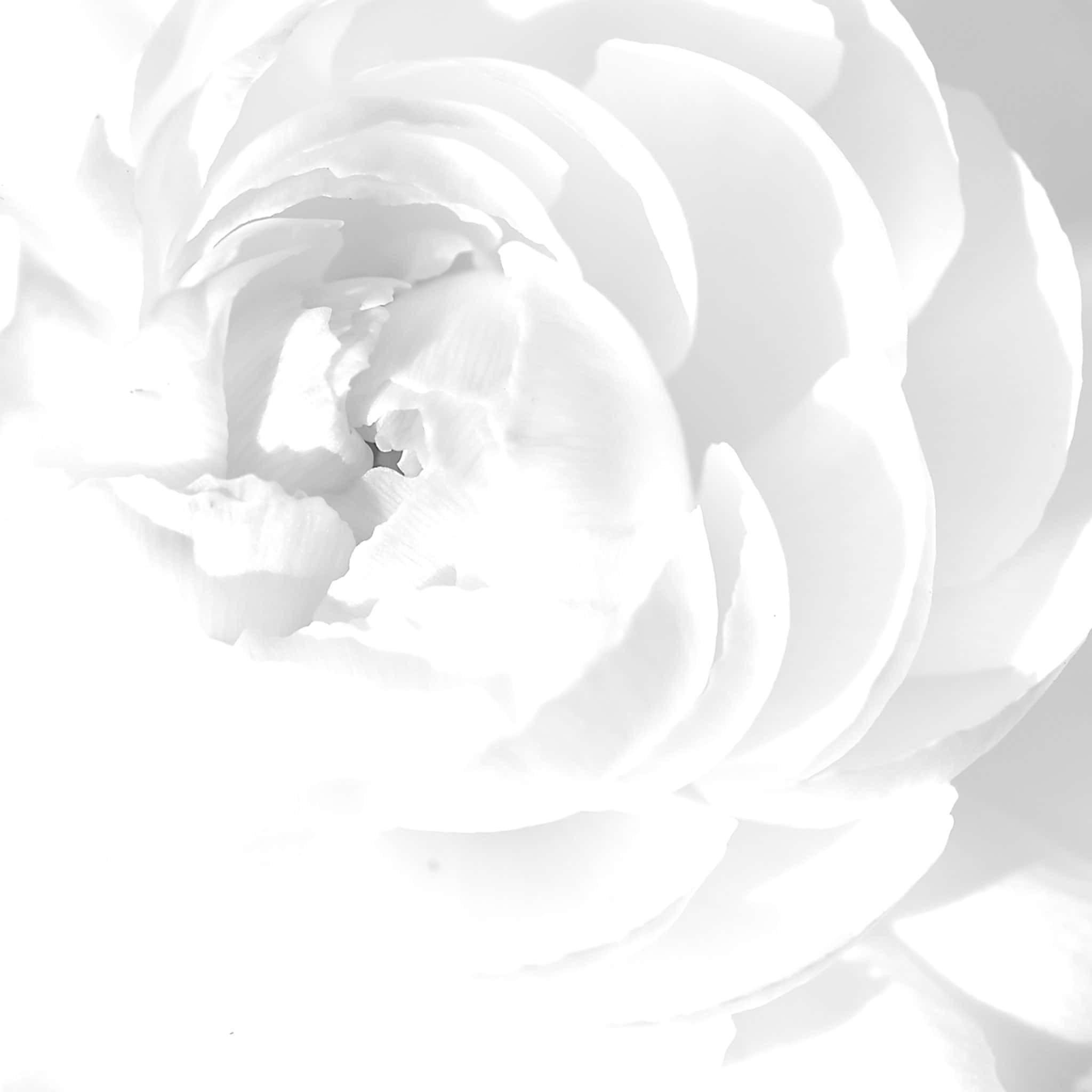 Peony 桌布 壁紙 — 高對比度單色特寫，呈現白色花朵精緻層層花瓣，帶有柔和陰影。