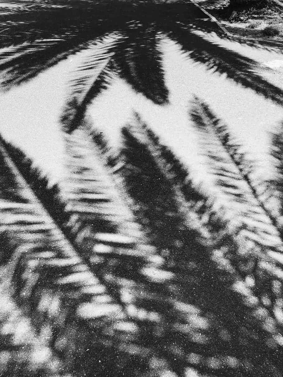 Dope Tumblr iPhone 桌布 壁紙 — 高對比度的黑白抽象圖案，模糊的棕櫚葉倒映在漣漪的水面上。