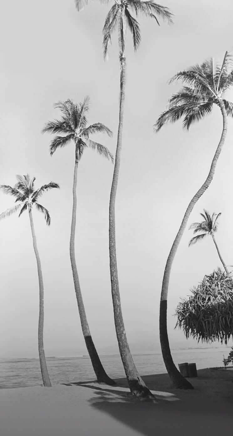 Black And White Beach 桌布 壁紙 — 高挑纖細的棕櫚樹在寧靜的海岸線上，優雅地斜倚在朦朧的天空中。