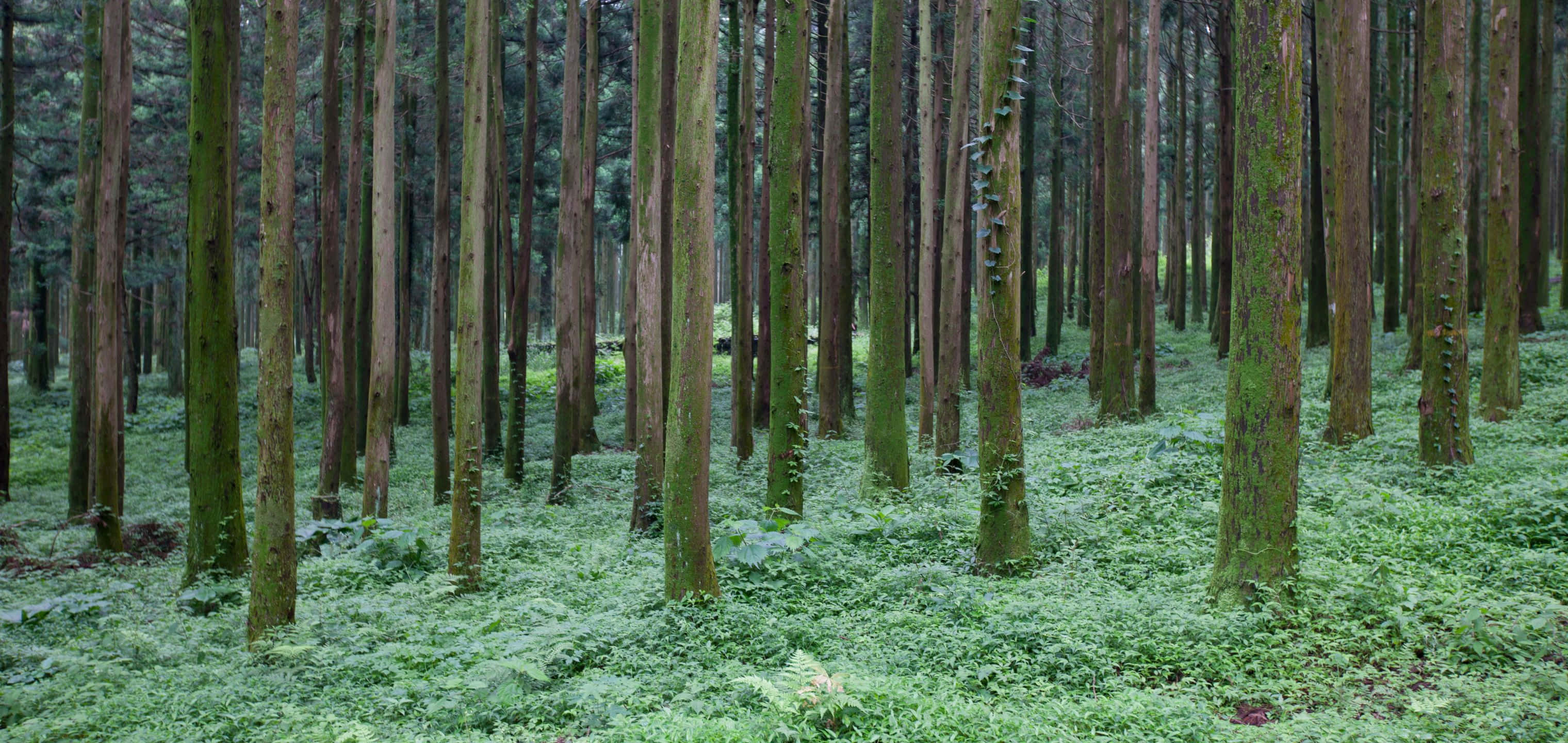 3040x1440 桌布 壁紙 — 高挑纖細的樹木從茂密的綠色森林地面升起，地面覆蓋著蕨類和苔蘚，光線柔和擴散。