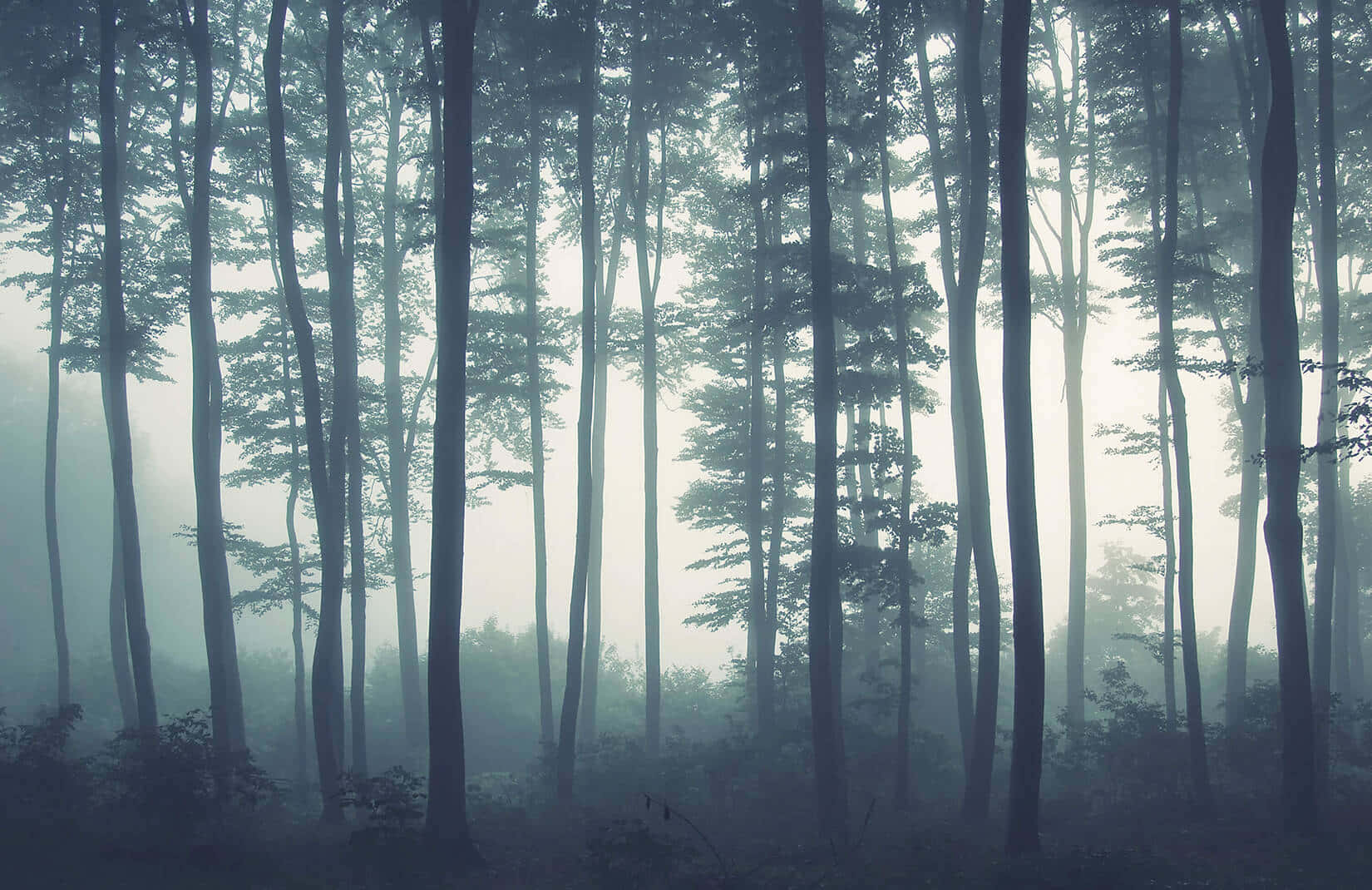 Pine Tree 桌布 壁紙 — 高挑纖細的樹木矗立在霧氣瀰漫的森林中，沐浴在柔和散射的光線下，營造出寧靜而神秘的氛圍。