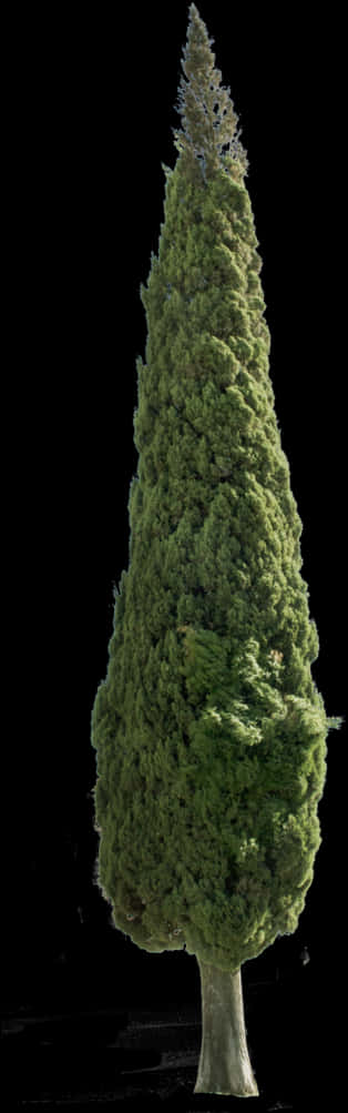 義大利柏樹 II - 聖誕樹 — 雪花 GIF 壁紙