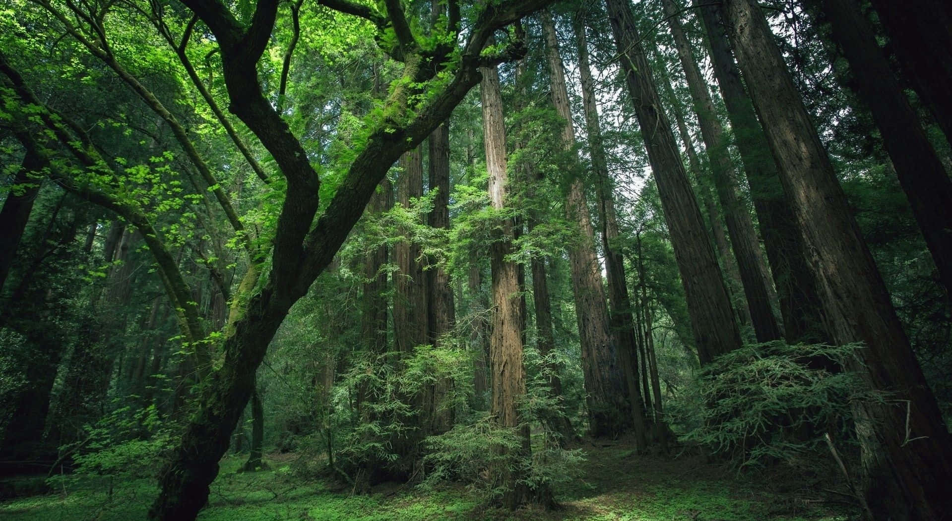 Beautiful Forest 桌布 壁紙 — 高聳的古老紅杉伸展向斑駁的樹冠，陽光透過鮮綠的葉子灑落。