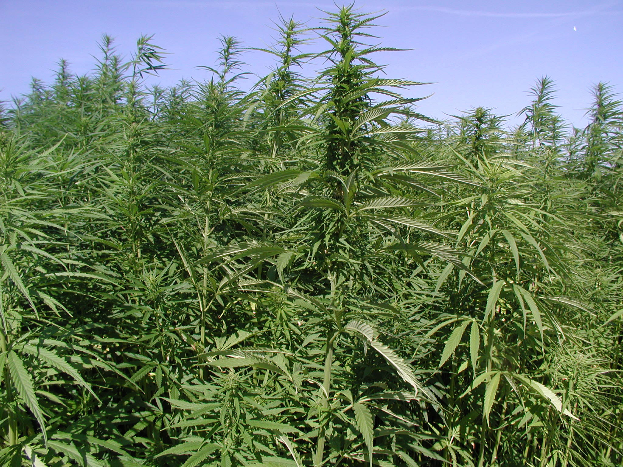 大麻 桌布 壁紙 — 高聳的大麻植物，帶有鋸齒狀葉片，在晴朗的藍天下於茂密的戶外田野中輕輕搖曳。