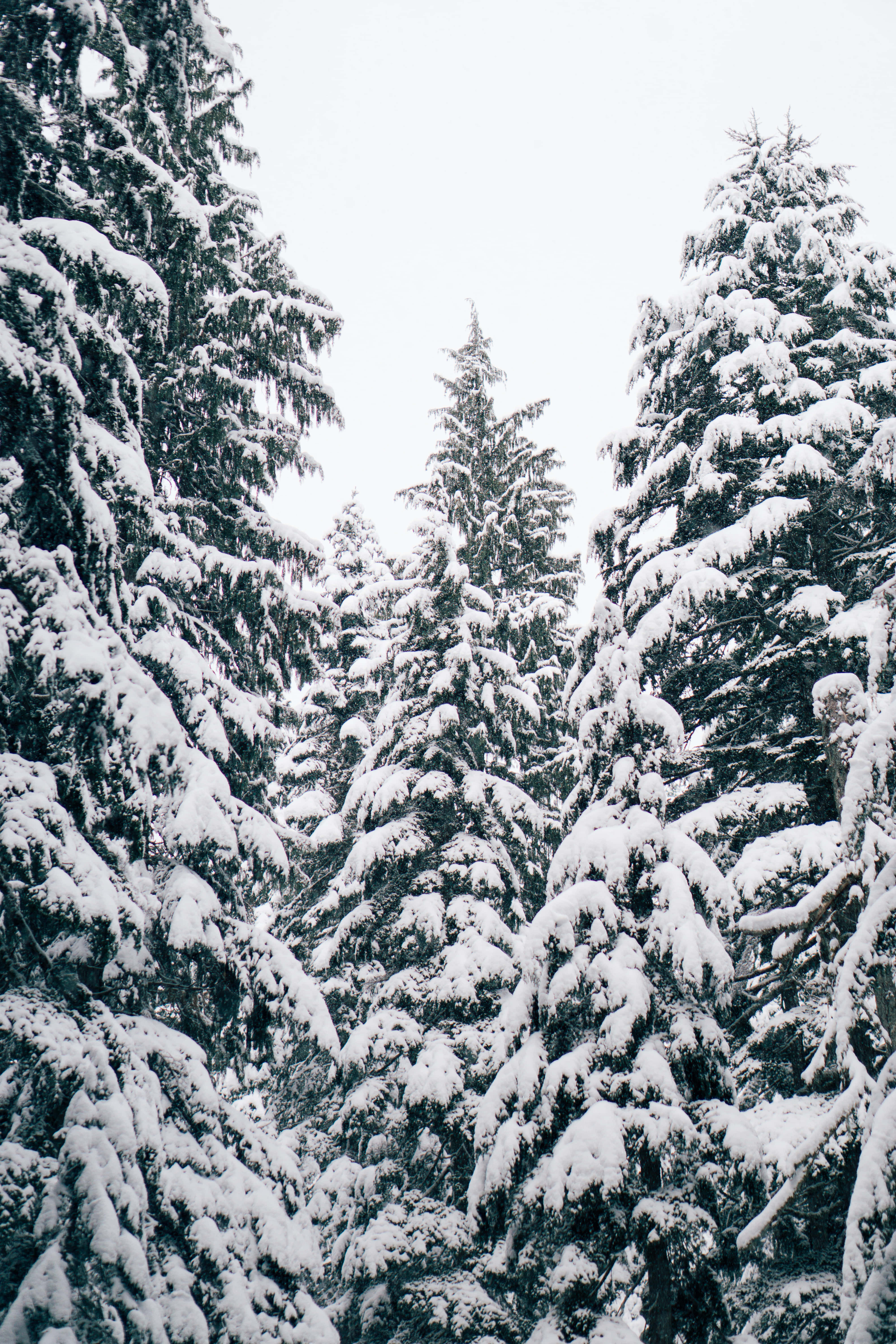 White Snow 桌布 壁紙 — 高聳的常綠樹上掛滿了新鮮的積雪，在陰天之下營造出寧靜的冬日森林景象。