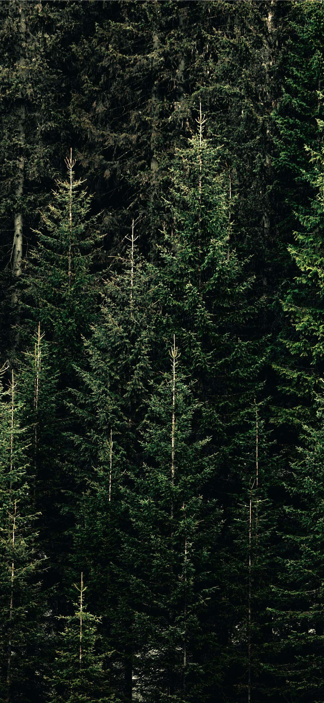 Trees iPhone 桌布 壁紙 — 高聳的常綠樹在柔和散射光下形成茂密的深綠色森林樹冠。