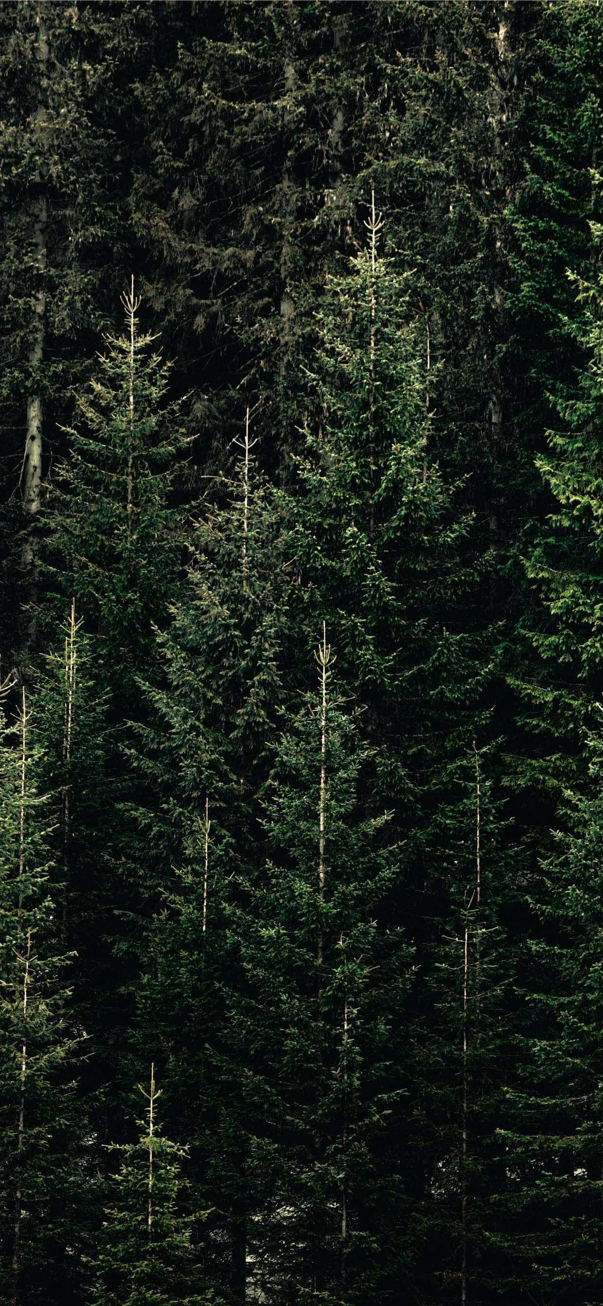 Pine Tree 桌布 壁紙 — 高聳的常綠樹形成茂密陰暗的森林樹冠，微光穿過樹枝灑落。