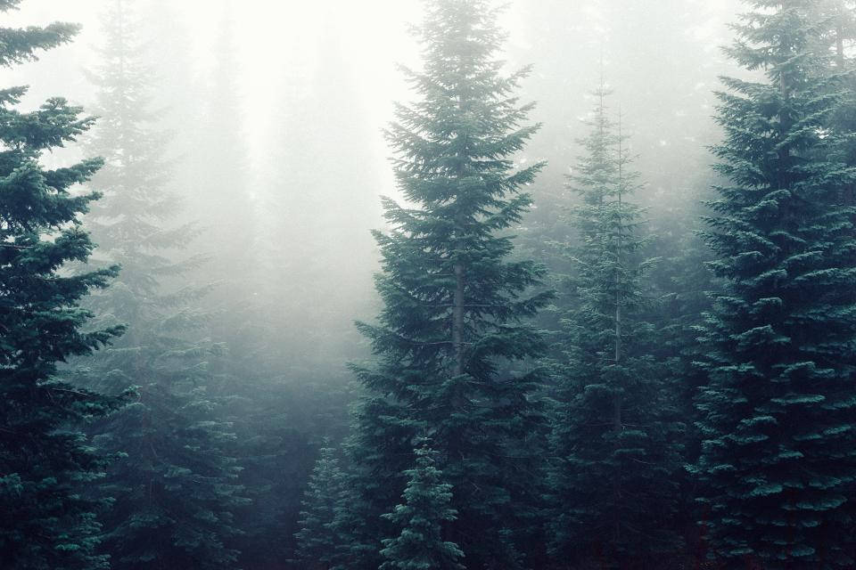 Foggy 桌布 壁紙 — 高聳的常綠樹矗立在濃霧之中，柔和的光線穿過樹冠，營造出寧靜而神秘的森林氛圍。