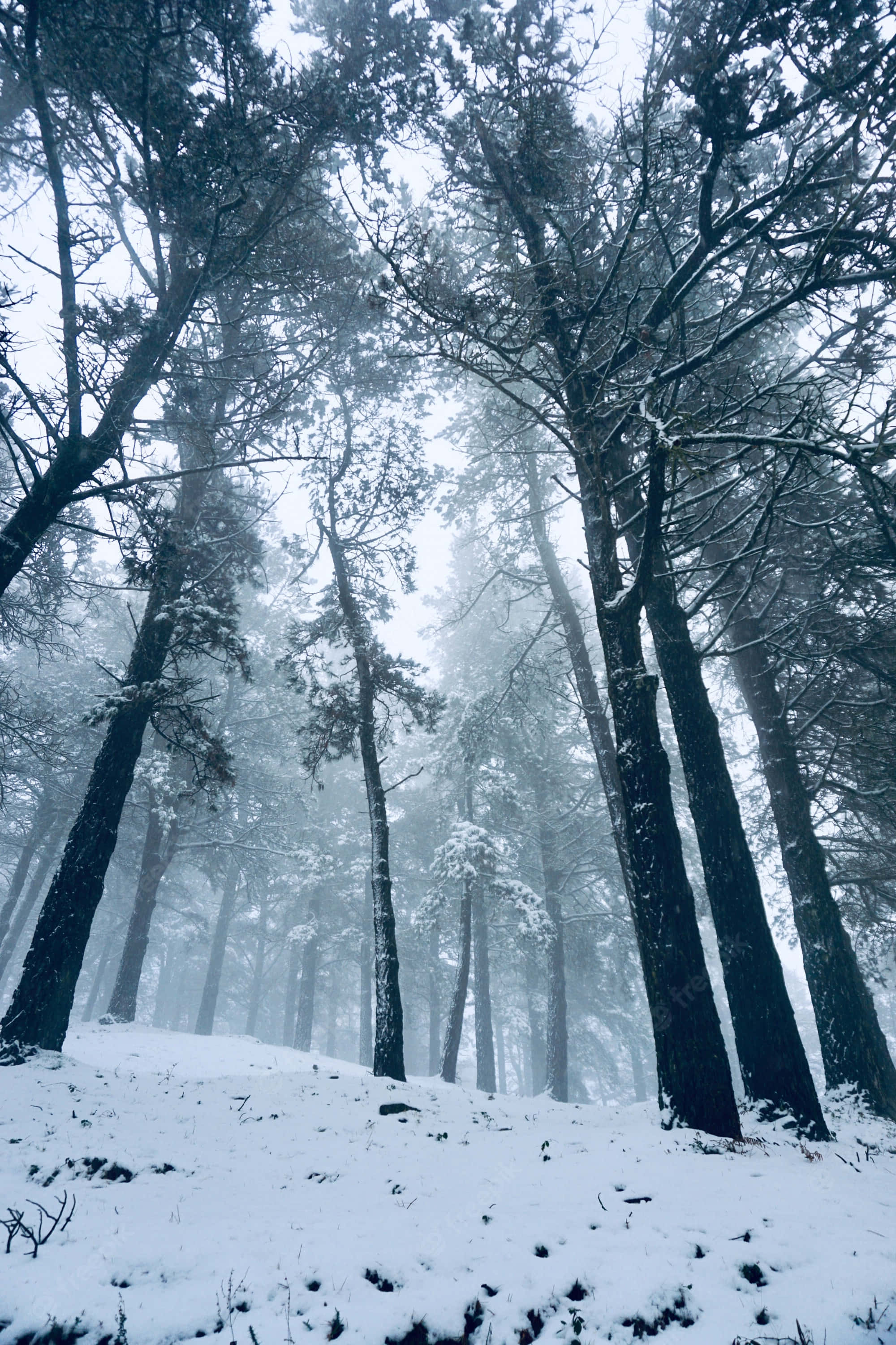 Snowy Forest 桌布 壁紙 — 高聳的松樹上覆蓋著白雪，在寧靜的冬季森林中穿過濃霧升起。