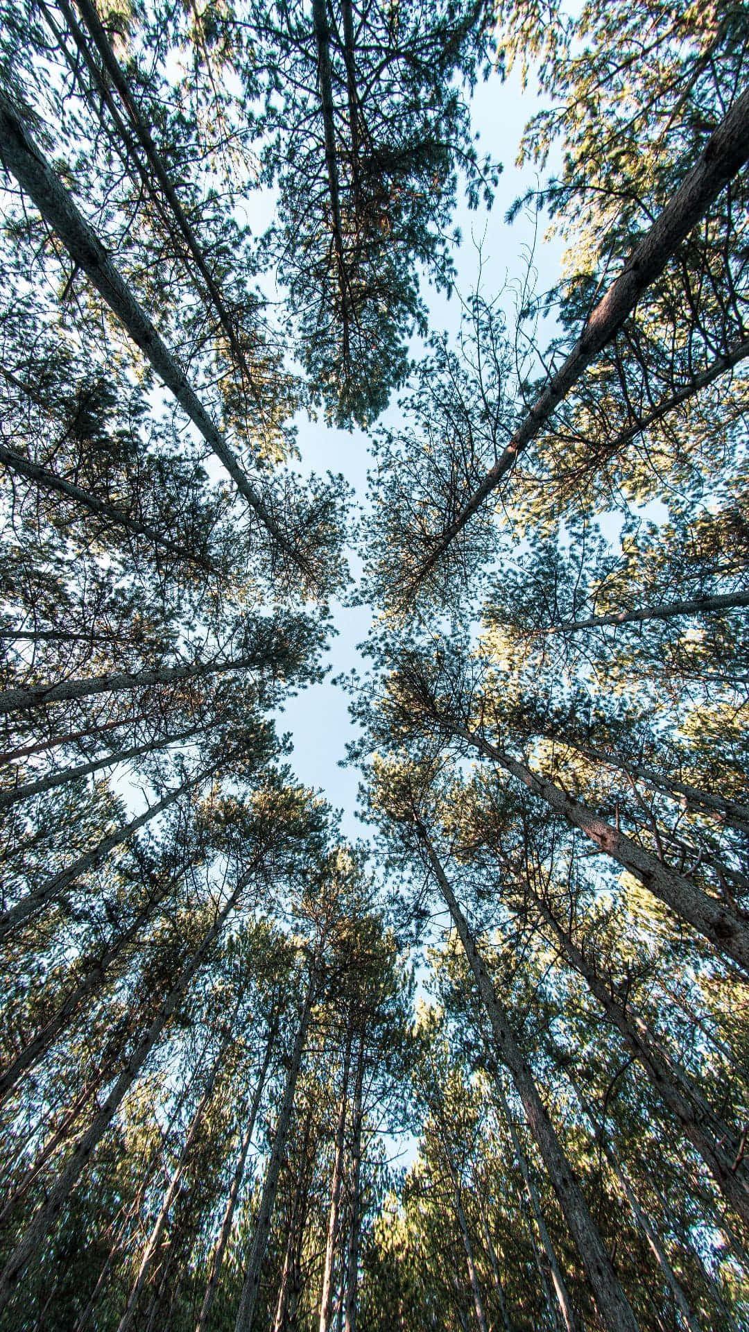 Trees iPhone 桌布 壁紙 — 高聳的松樹在清澈的藍天下向上伸展，形成一座綠色的大教堂。