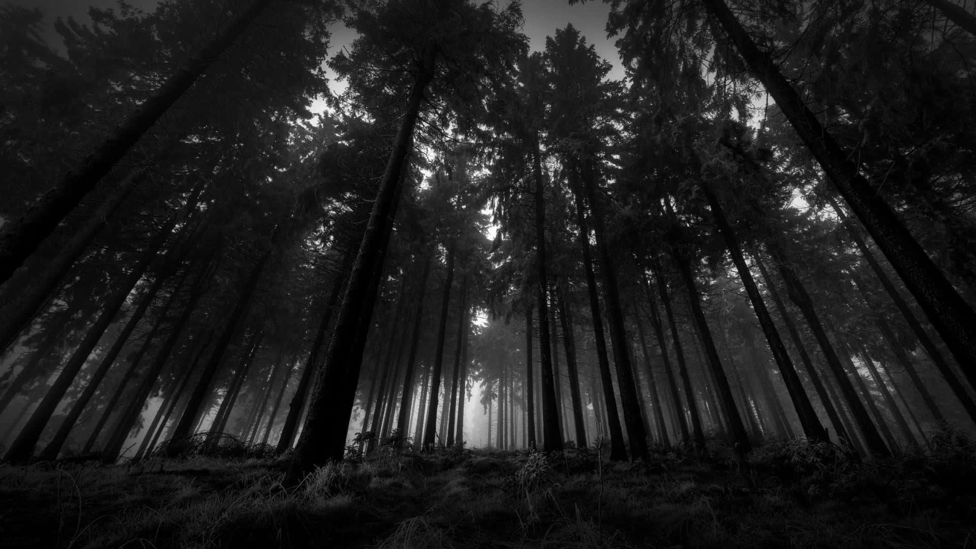 Black And White Landscape 桌布 壁紙 — 高聳的松樹在迷霧森林中向上伸展，形成一幅單色場景，戲劇性的陰影和柔和的光線穿過樹冠。