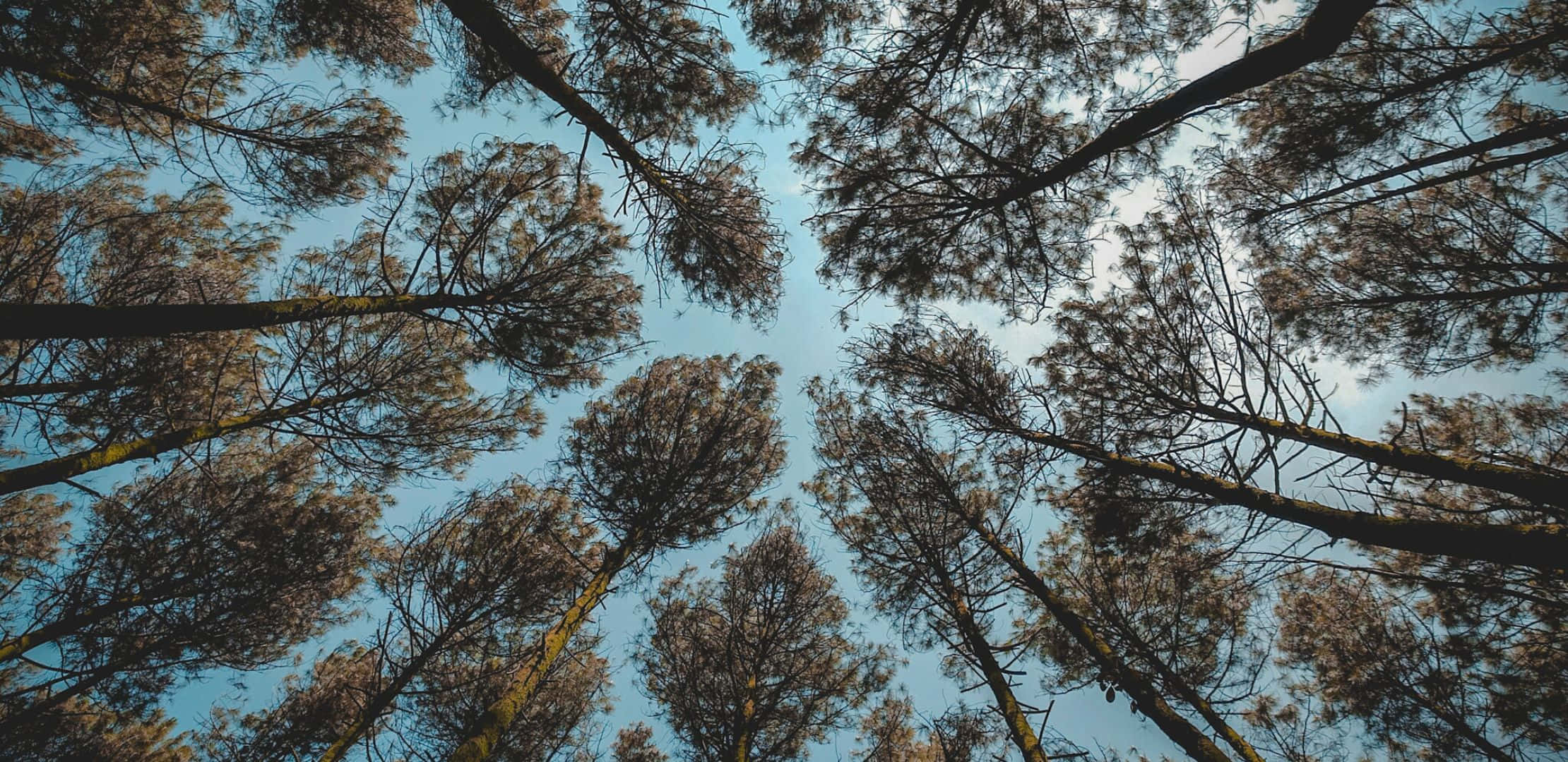 2220x1080 桌布 壁紙 — 高聳的松樹在頭頂拱起，在清澈的藍天下形成一座天然大教堂。