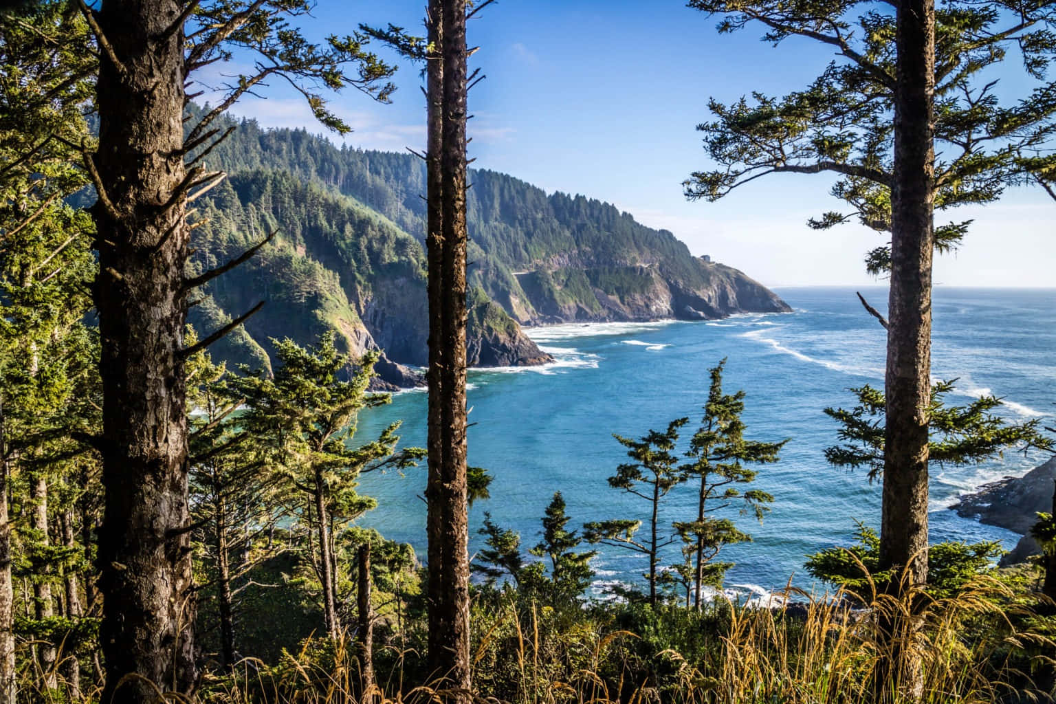 Oregon Coast 桌布 壁紙 — 高聳的松樹框住了令人驚嘆的海岸景觀，在清澈的藍天下，碧綠的海水拍打著崎嶇的懸崖。