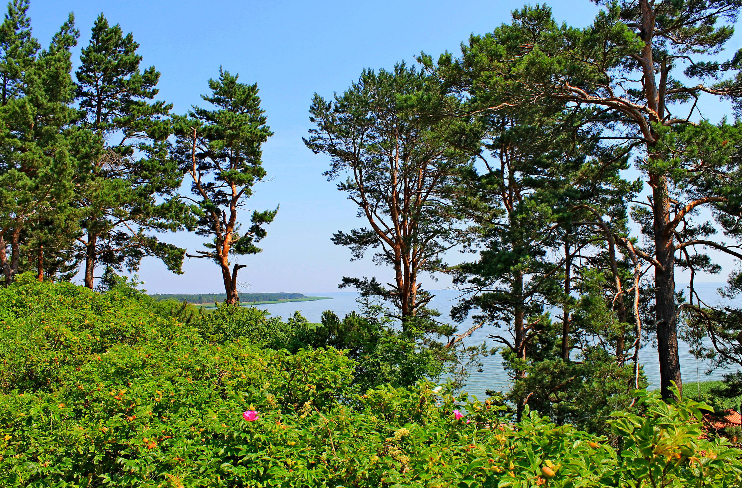 Lithuania 桌布 壁紙 — 高聳的松樹框住了晴朗藍天下寧靜的湖景，前景有充滿活力的綠色樹葉和粉紅色的花朵。