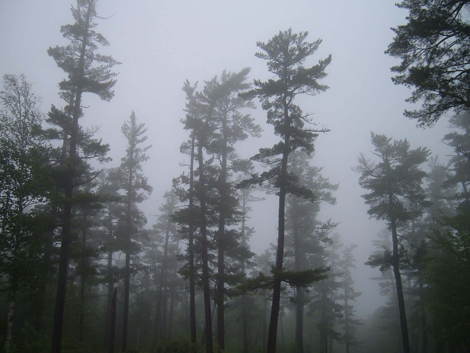 Pine Tree 桌布 壁紙 — 高聳的松樹矗立在濃霧之中，營造出神秘而寧靜的森林氛圍。