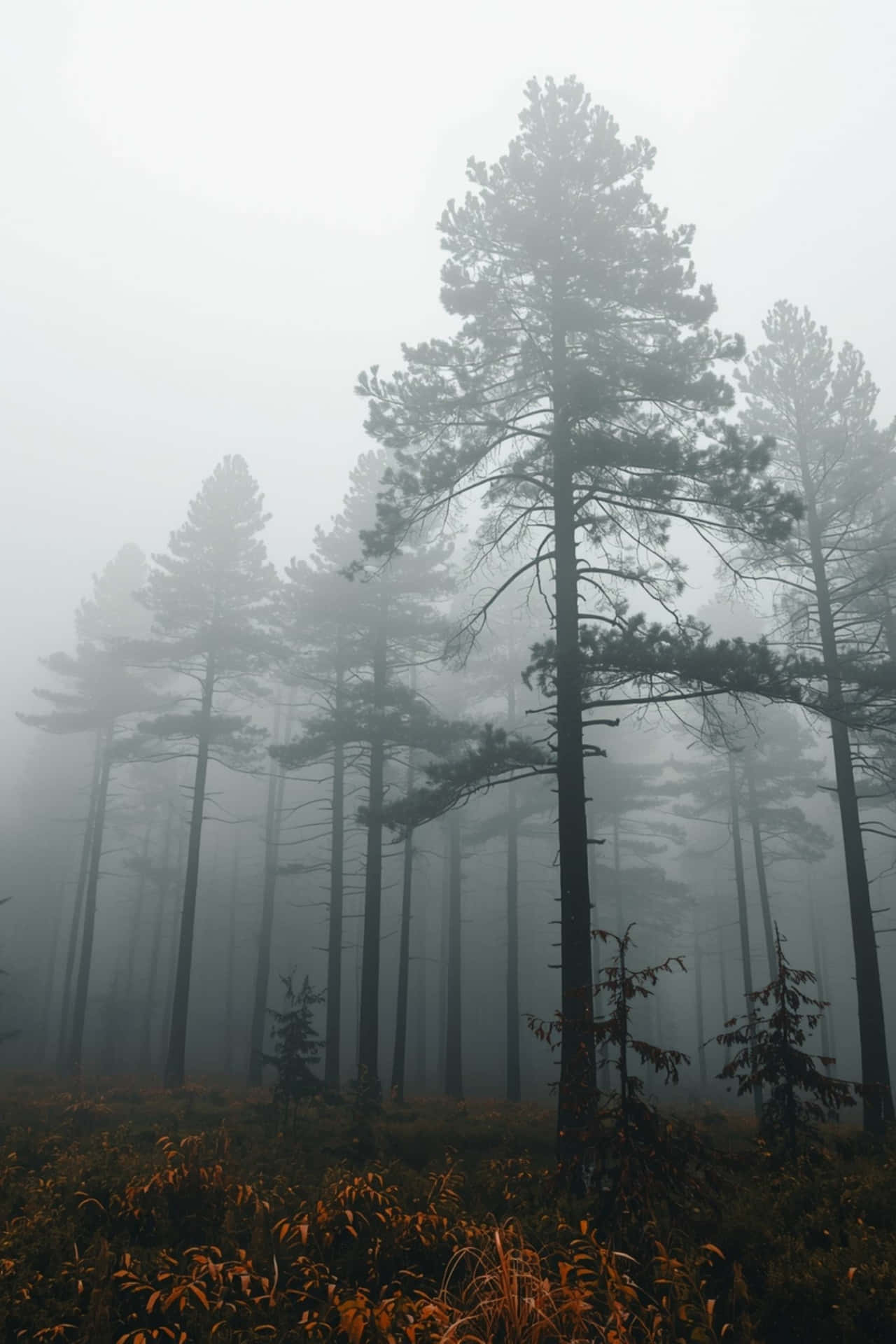 Calm foggy forest scenery with soft light and peaceful mood 壁紙 — 高聳的松樹穿過濃霧升起，金色的灌木叢在它們的底部閃耀。