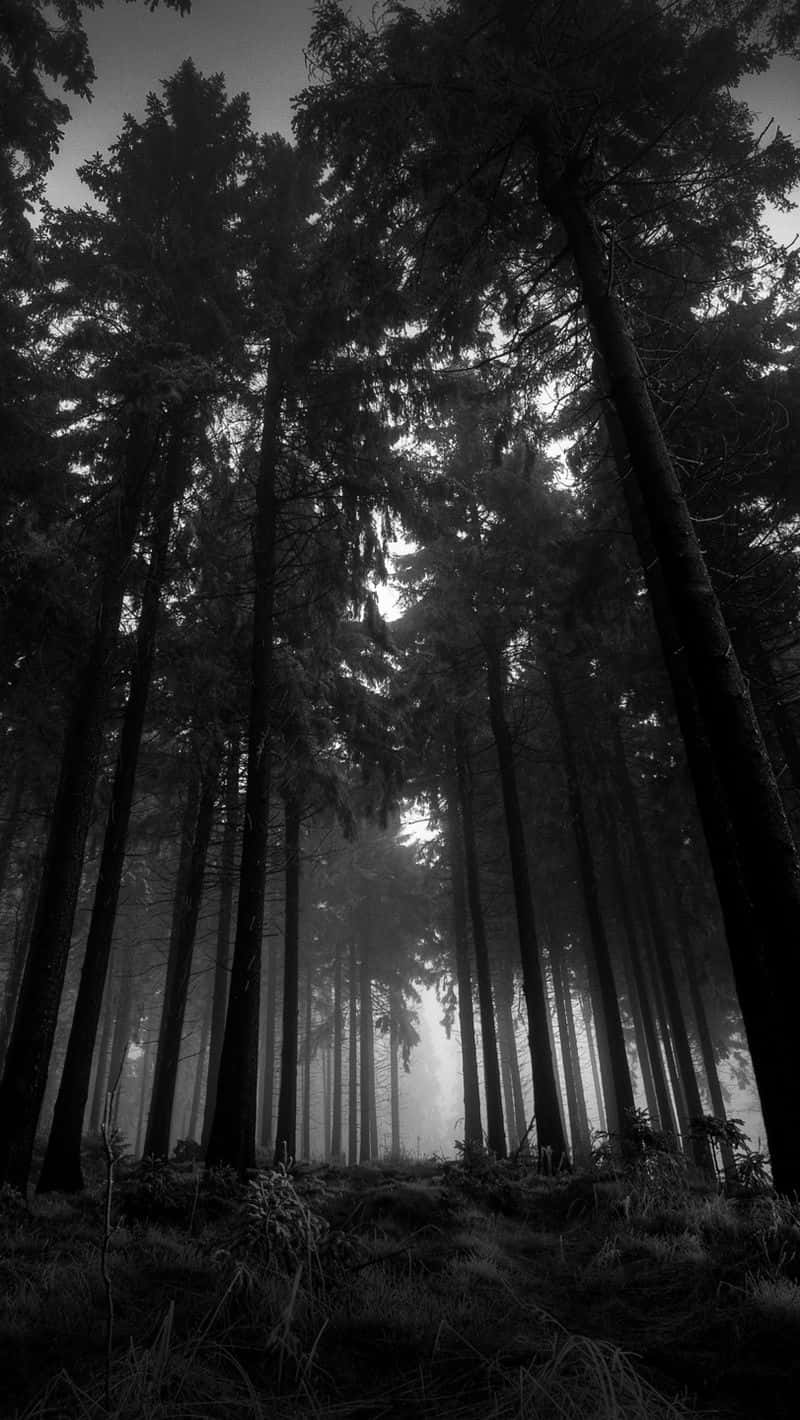 Black And White Tree 桌布 壁紙 — 高聳的松樹穿過霧氣瀰漫的森林地面向上延伸，形成戲劇性的黑白構圖。