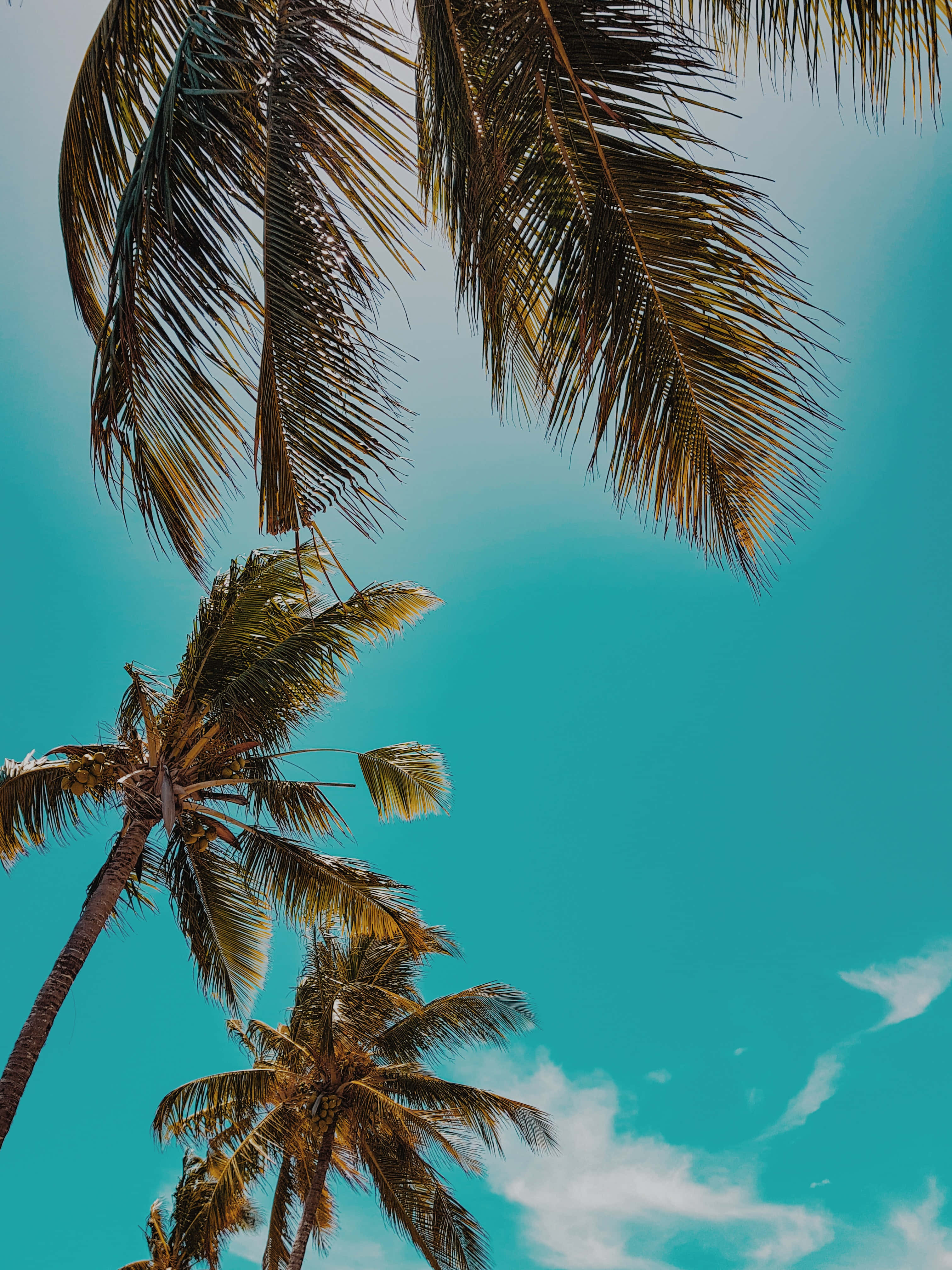 Coconut Tree 桌布 壁紙 — 高聳的棕櫚樹，樹葉在充滿活力的藍綠色天空和柔軟的白雲中搖曳。