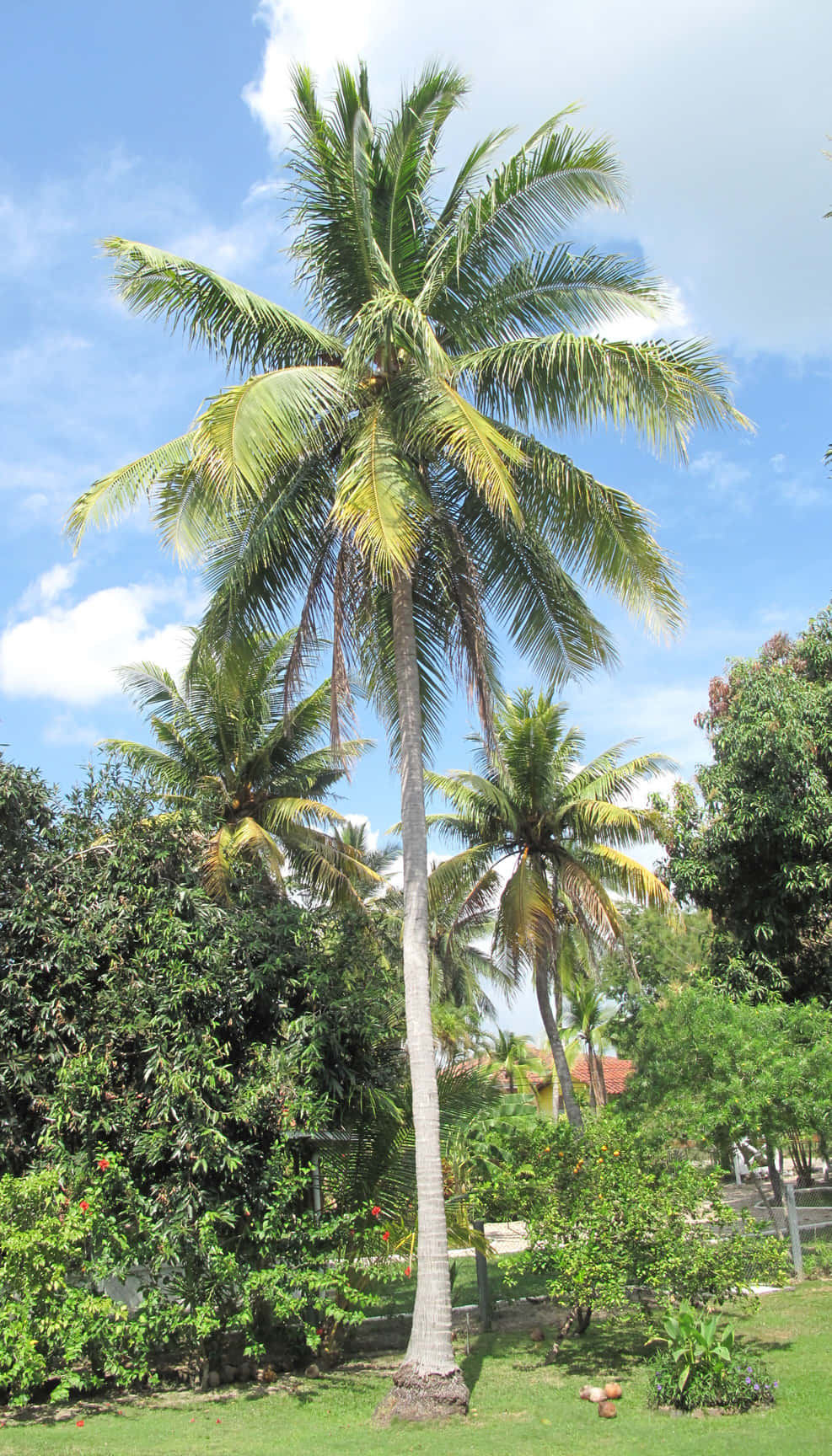 Coconut Tree 桌布 壁紙 — 高聳的棕櫚樹，茂密的綠色葉子在明亮的藍天中搖曳，點綴著蓬鬆的白雲。