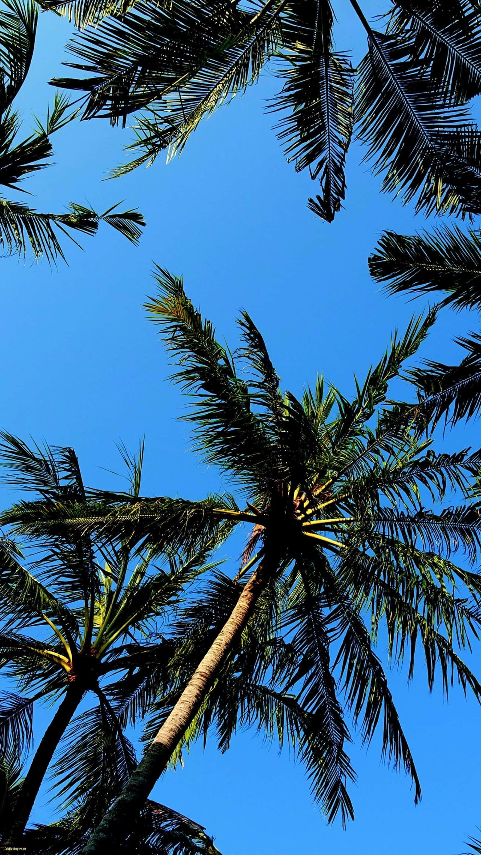 Palm Tree iPhone 桌布 壁紙 — 高聳的棕櫚樹以低角度熱帶拍攝框住充滿活力的藍天。