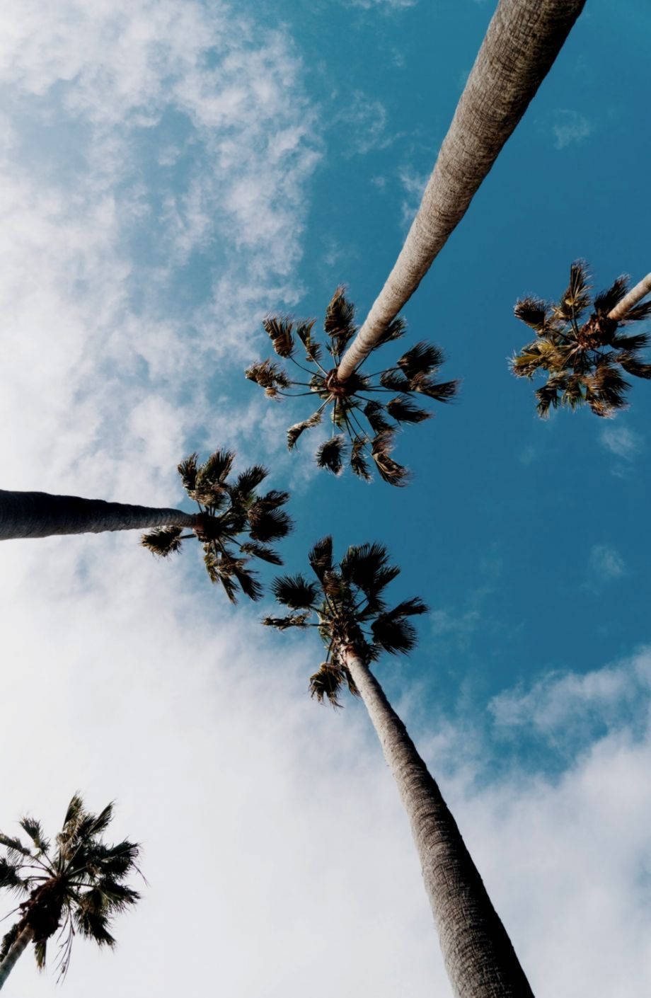 Palm 桌布 壁紙 — 高聳的棕櫚樹伸向一片充滿活力的藍天，點綴著蓬鬆的白雲。