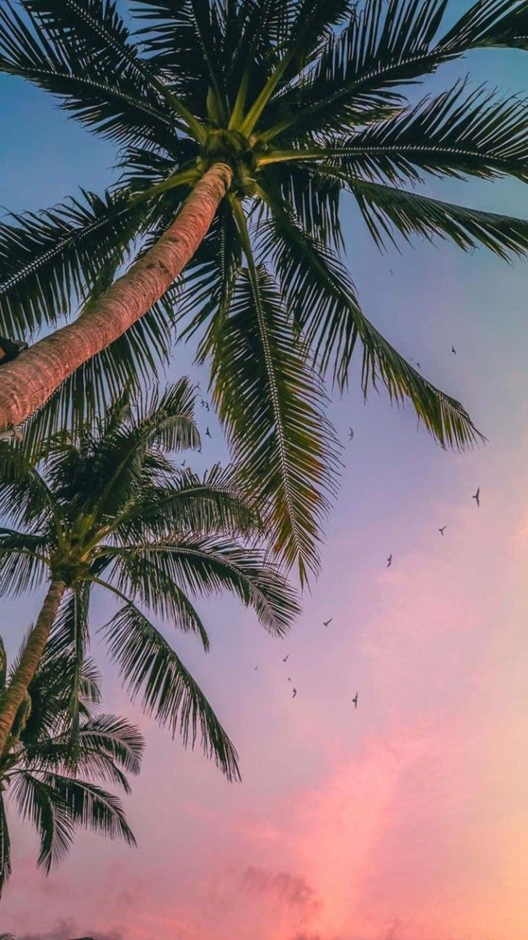 Palm Tree iPhone 桌布 壁紙 — 高聳的棕櫚樹伸向充滿活力的粉紅色和藍色日落天空，天空點綴著飛翔的鳥兒。