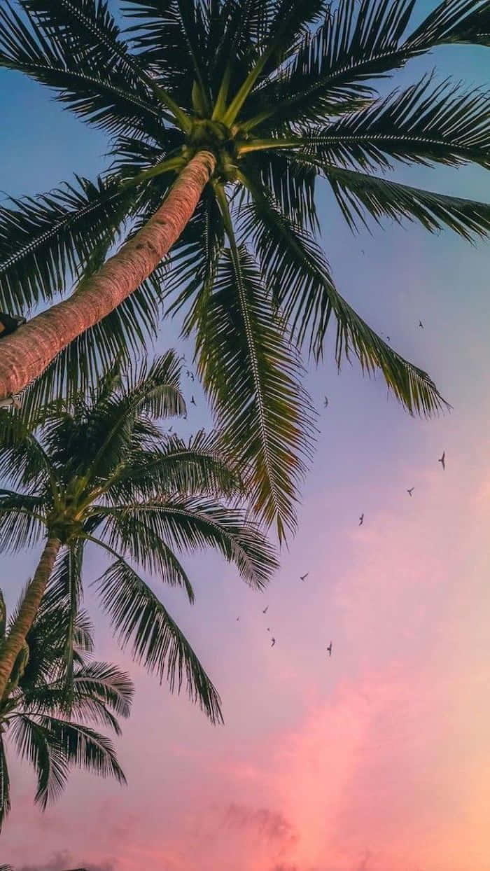 Cute Palm Tree 桌布 壁紙 — 高聳的棕櫚樹伸向充滿活力的粉紅色和藍色日落天空，鳥兒在頭頂飛翔。