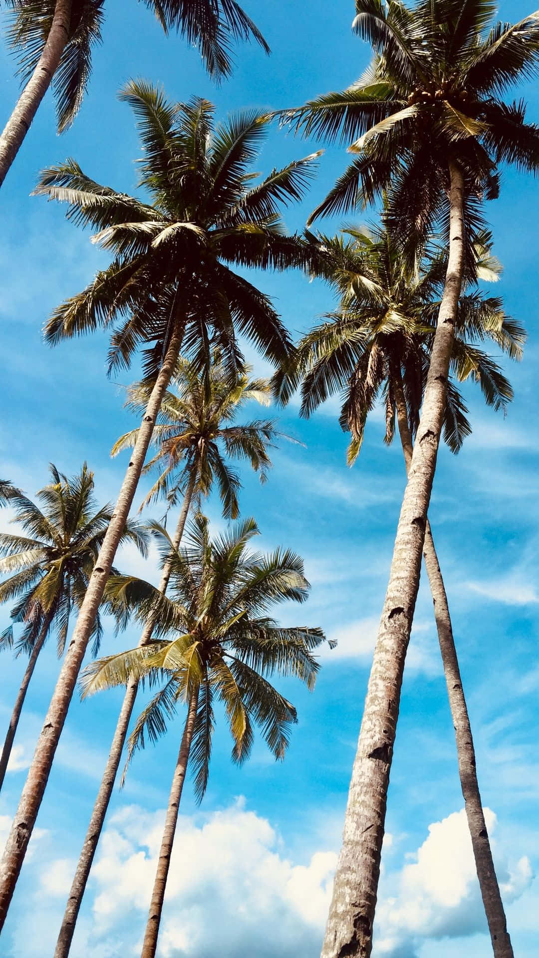 Palm Tree iPhone 桌布 壁紙 — 高聳的棕櫚樹伸向充滿活力的藍天，點綴著蓬鬆的白雲。