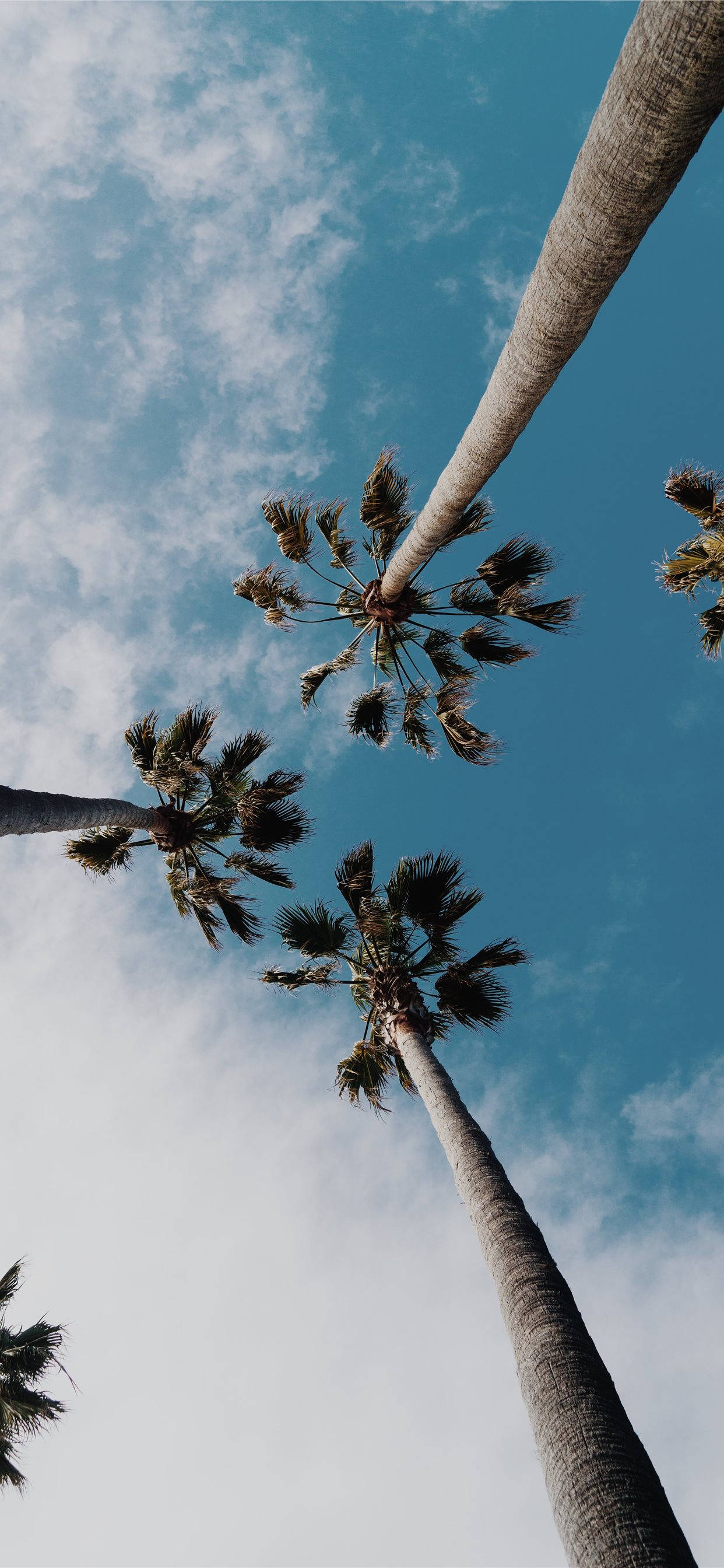 Palm Trees 桌布 壁紙 — 高聳的棕櫚樹伸向充滿活力的藍天，點綴著縷縷白雲。