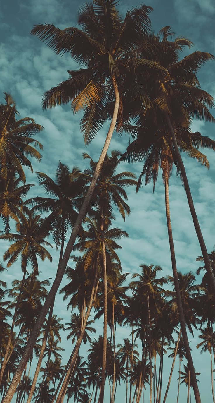 Palm Trees 桌布 壁紙 — 高聳的棕櫚樹伸向多雲的藍綠色天空，宛如熱帶天堂。