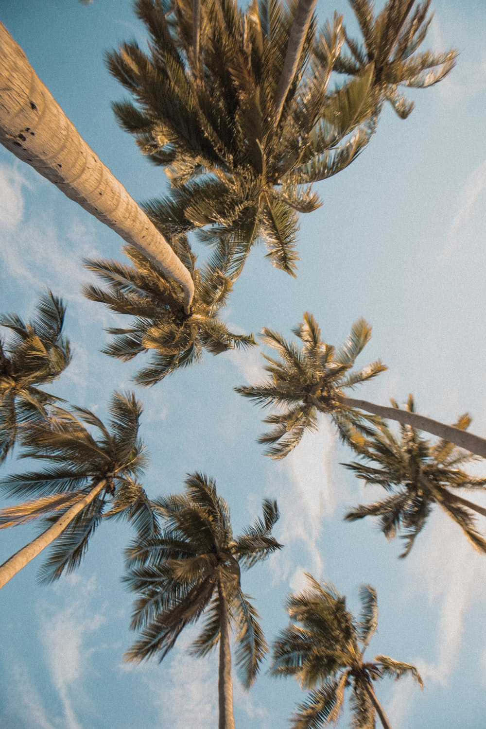 Cute Palm Tree 桌布 壁紙 — 高聳的棕櫚樹伸向帶有縷縷白雲的柔和藍天，低角度熱帶拍攝。