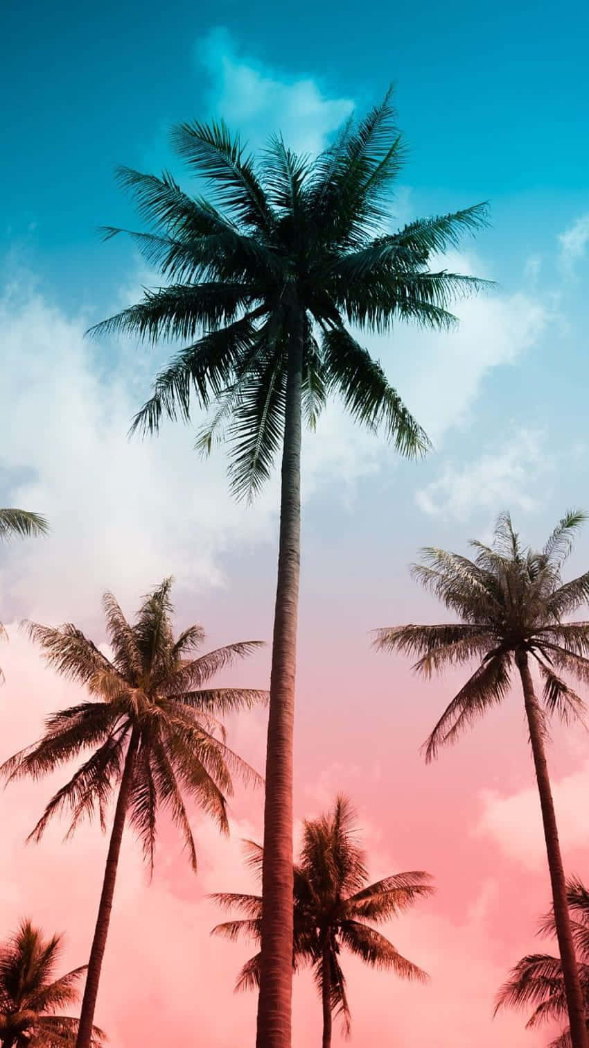 Cute Palm Tree 桌布 壁紙 — 高聳的棕櫚樹伸向日落時分被鮮豔粉紅和藍綠色渲染的天空。