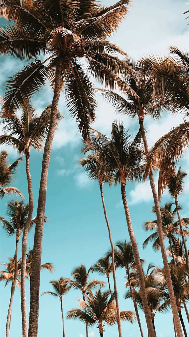 Cute Palm Tree 桌布 壁紙 — 高聳的棕櫚樹伸向明亮的藍綠色天空，點綴著柔軟的白雲。