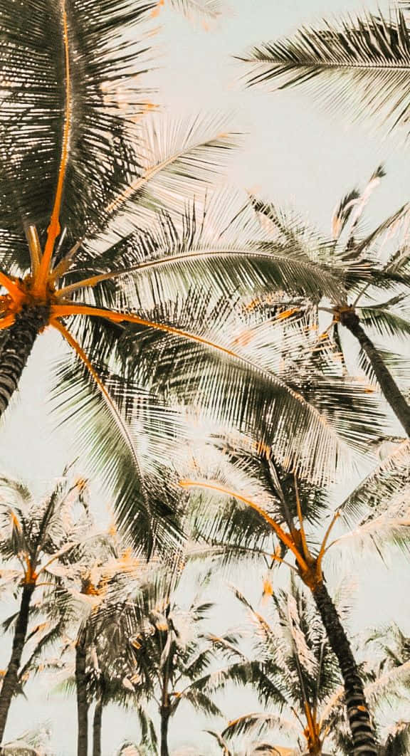 Cute Palm Tree 桌布 壁紙 — 高聳的棕櫚樹伸向柔和粉彩的天空，金色的樹幹和羽毛般的樹葉捕捉溫暖的陽光。