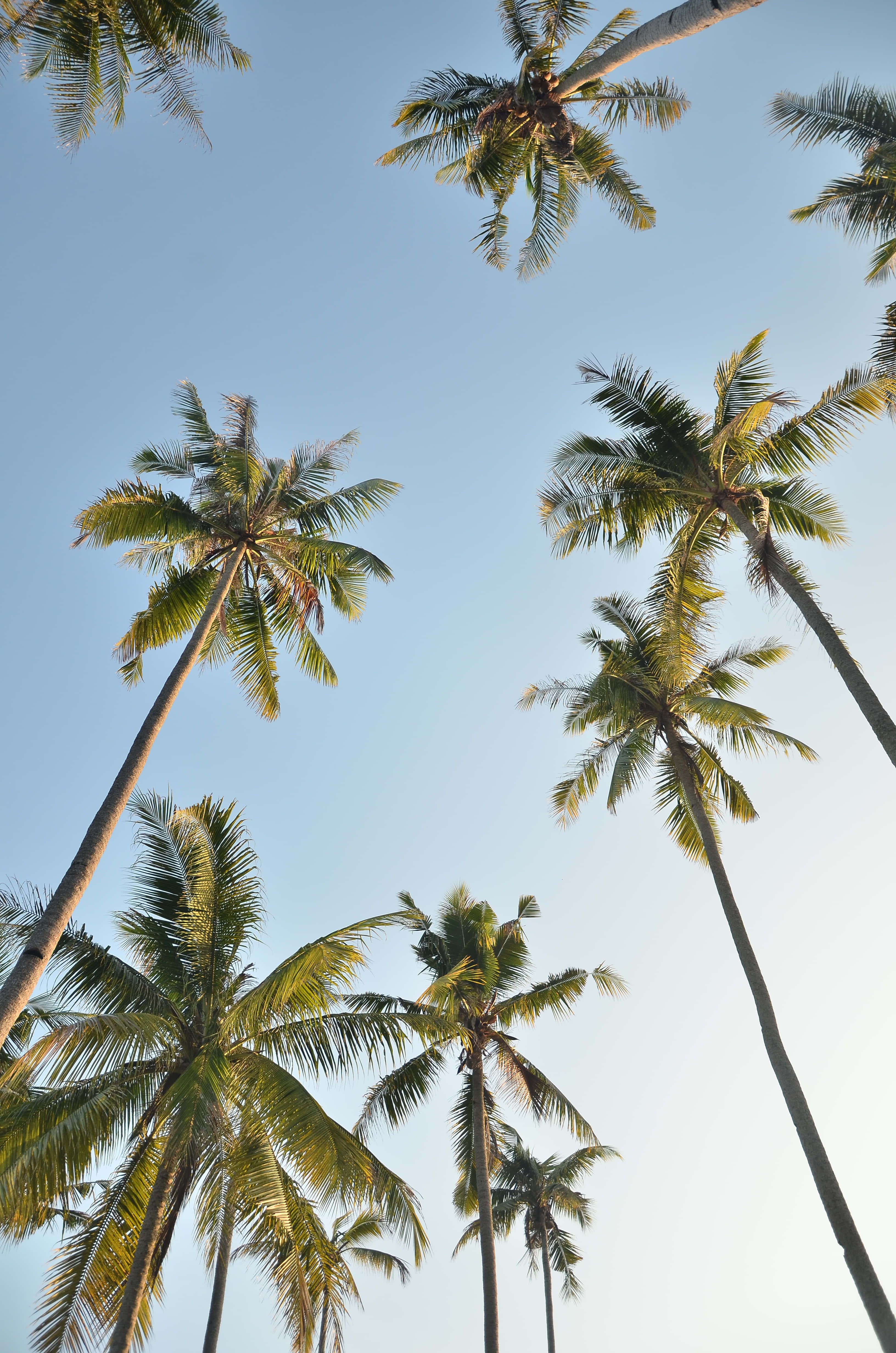 Cute Palm Tree 桌布 壁紙 — 高聳的棕櫚樹伸向熱帶天堂清澈的藍天。